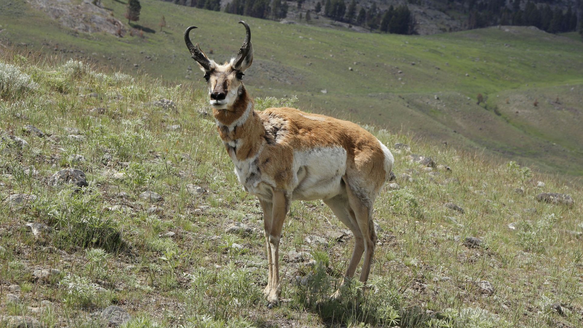brown and white deer on green grass field during daytime
