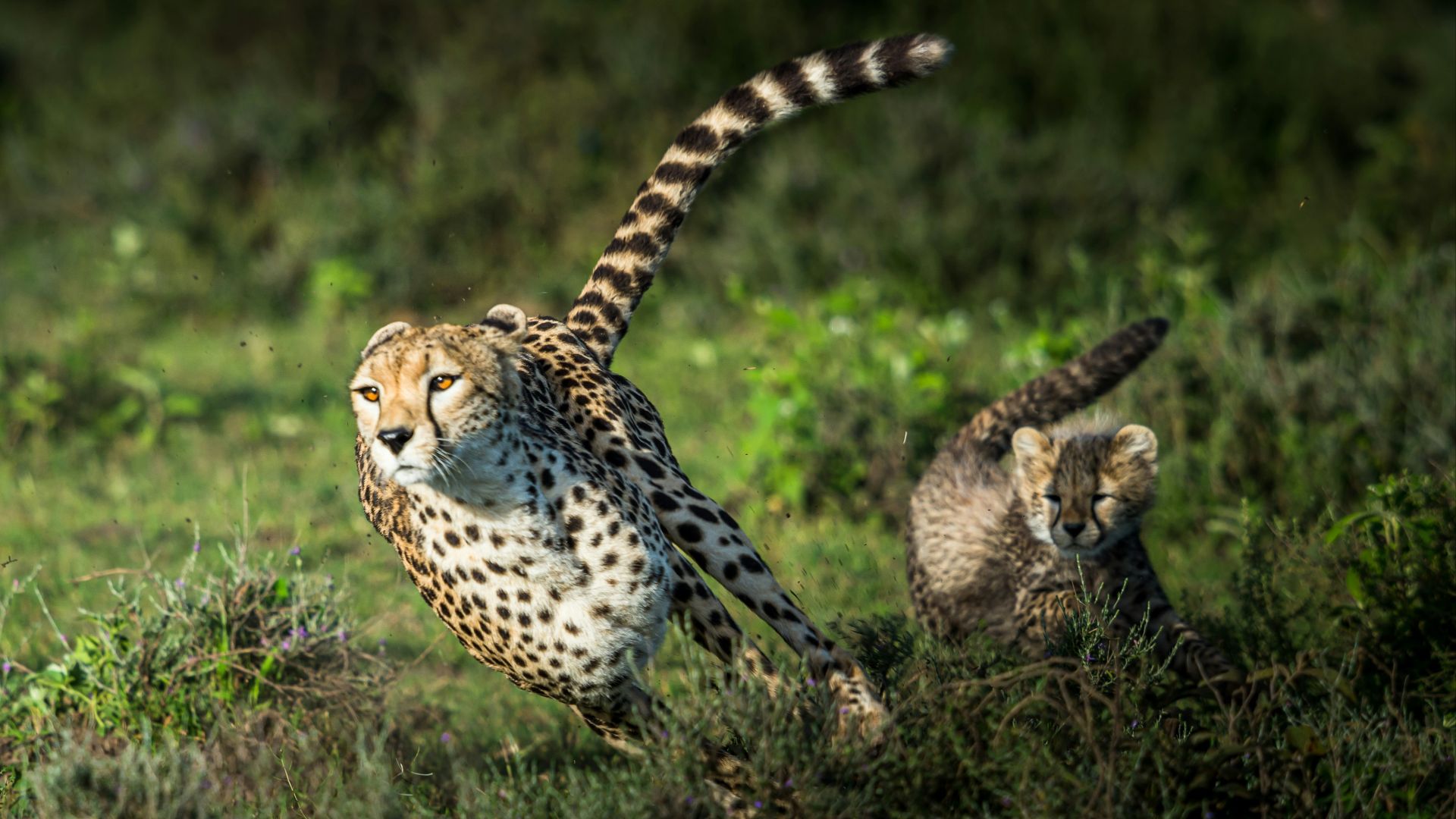 cheetah on green grass during daytime