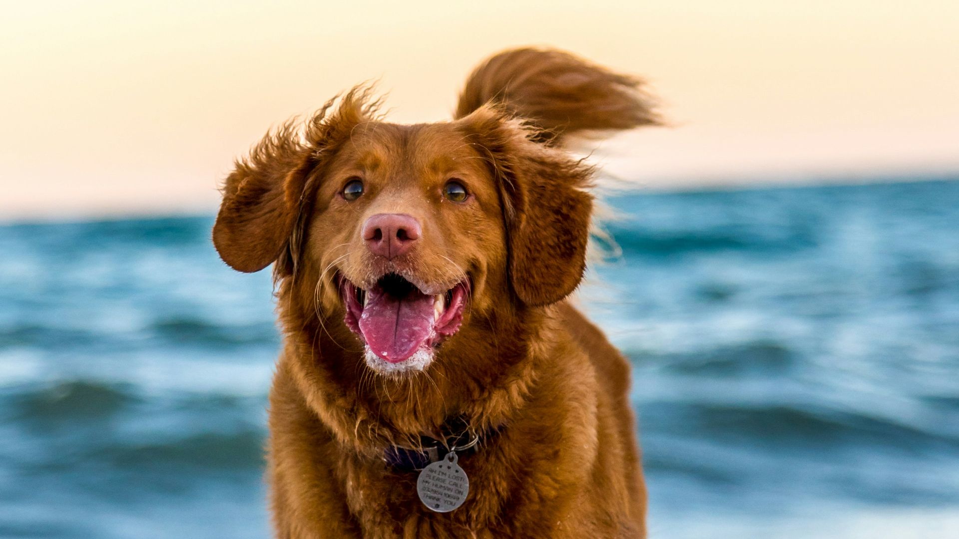 dog running on beach during daytime