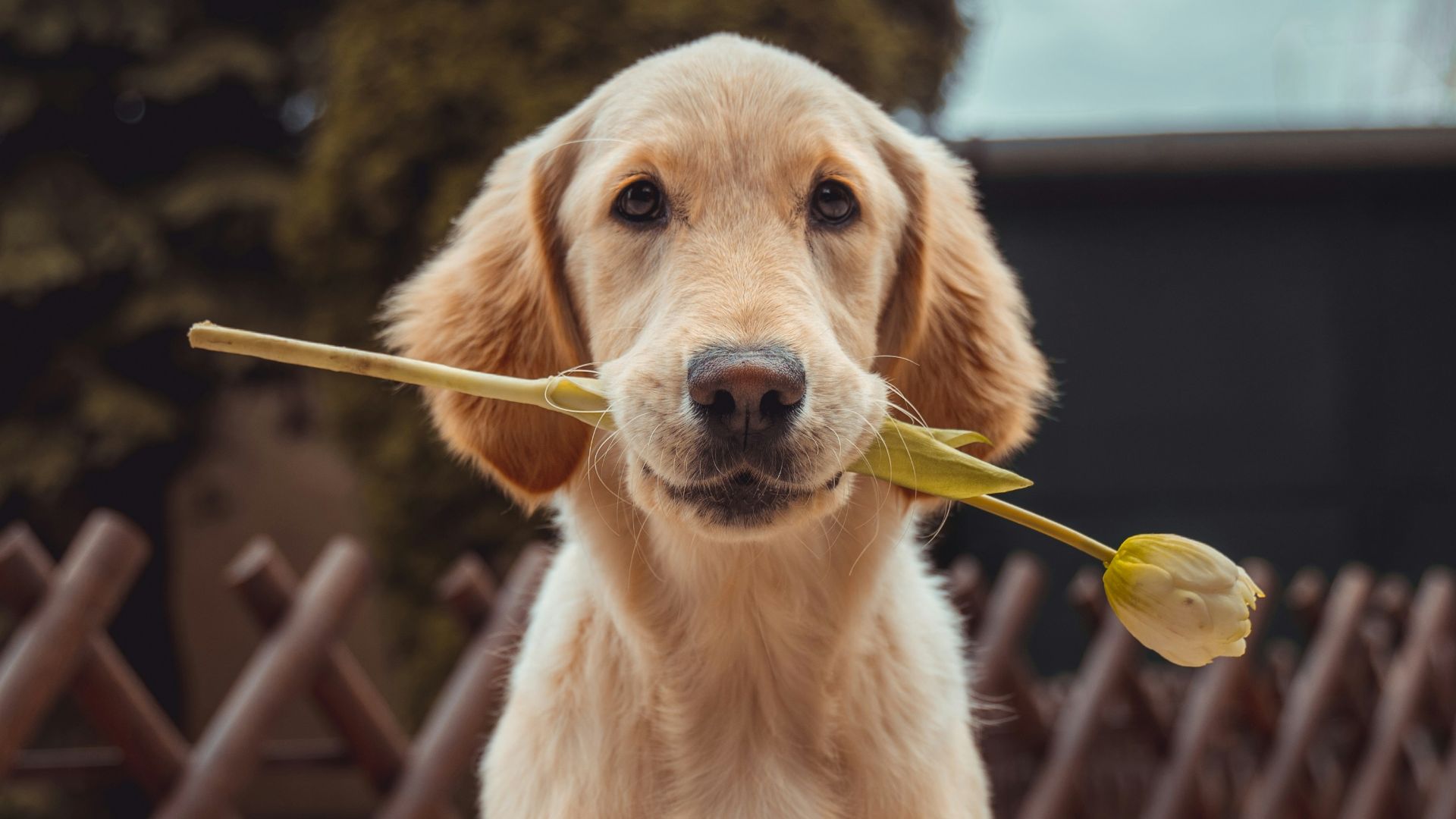 yellow Labrador retriever biting yellow tulip flower