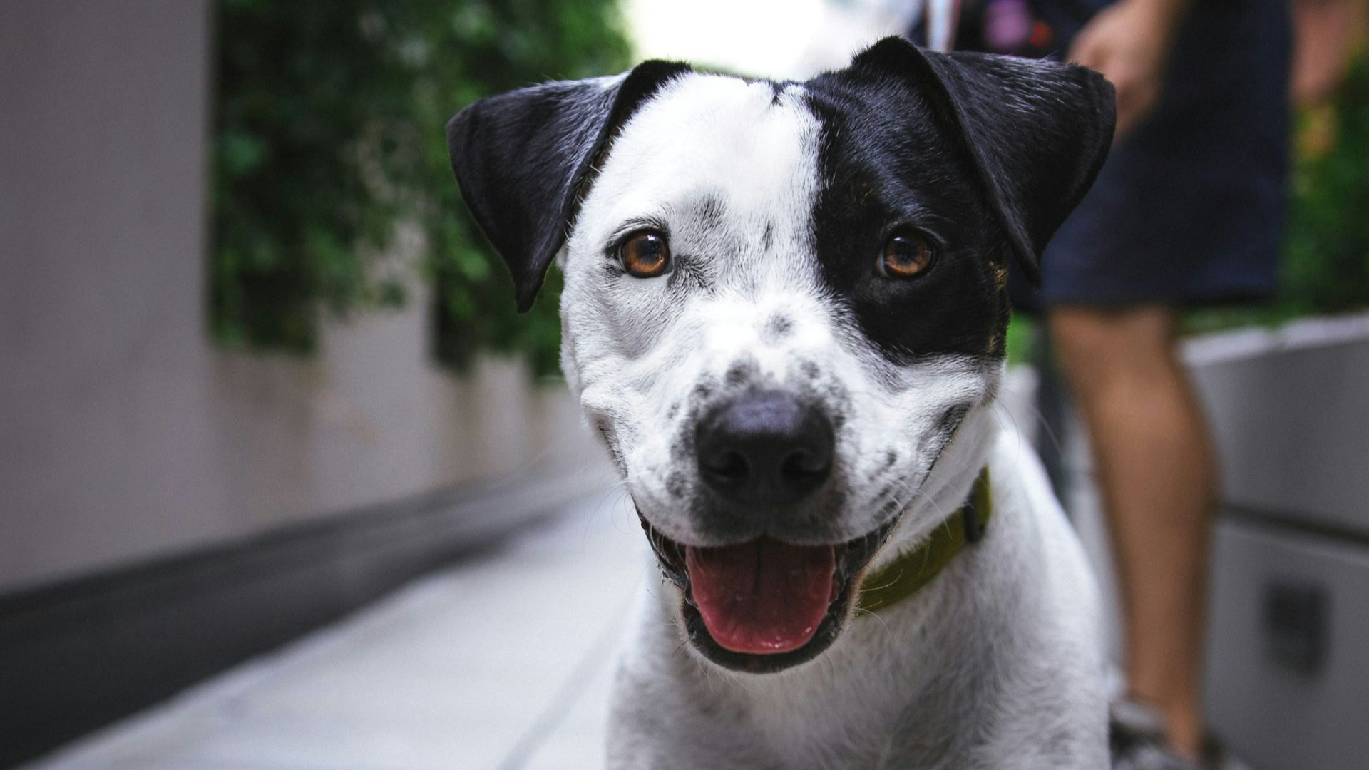 white and black American pit bull terrier at daytime