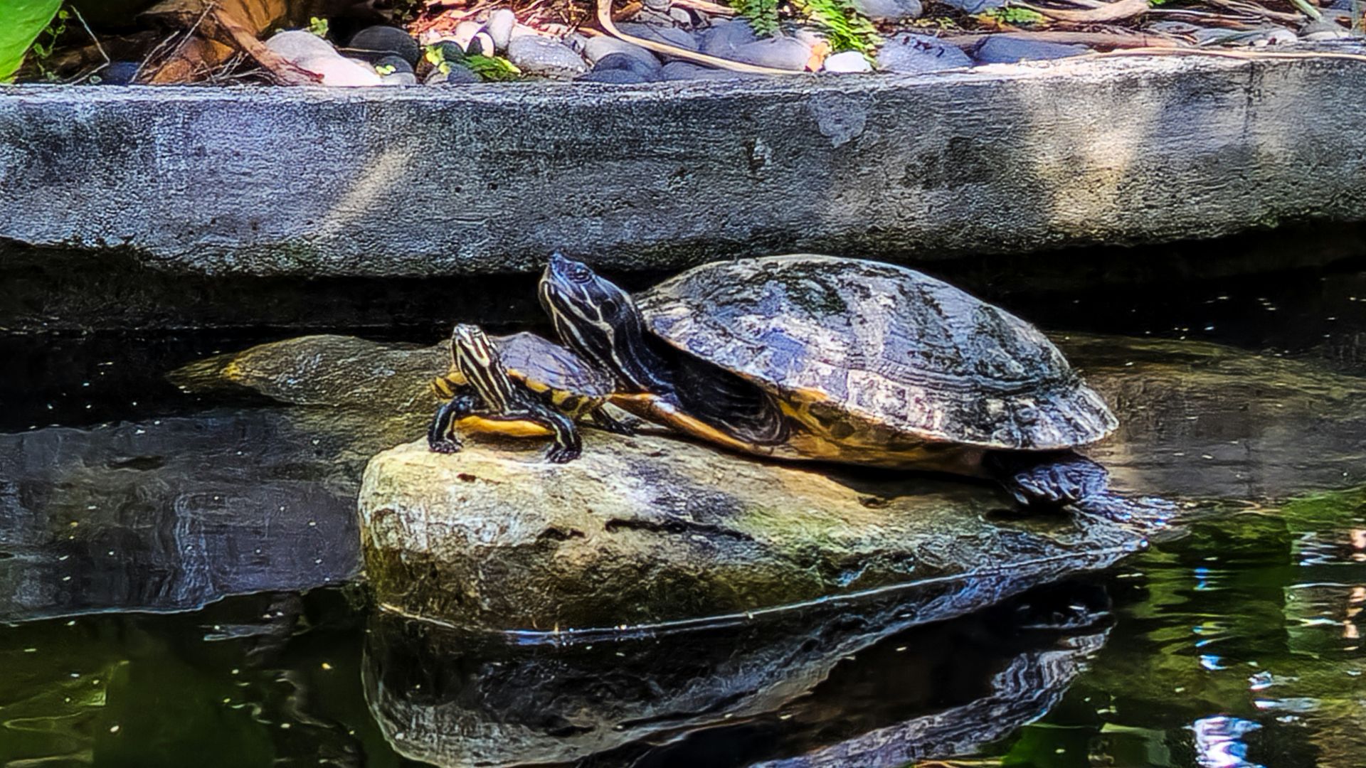A turtle sitting on top of a rock in a pond