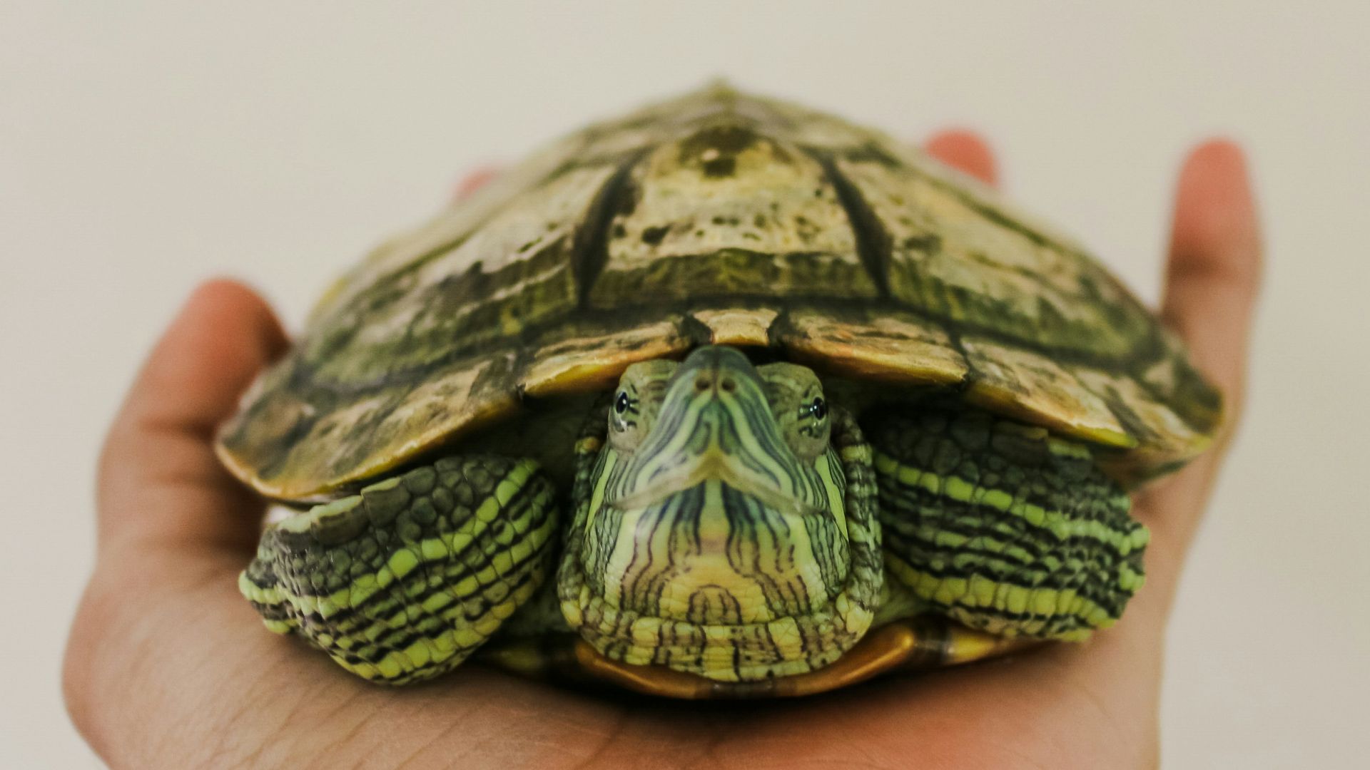 a hand holding a small turtle