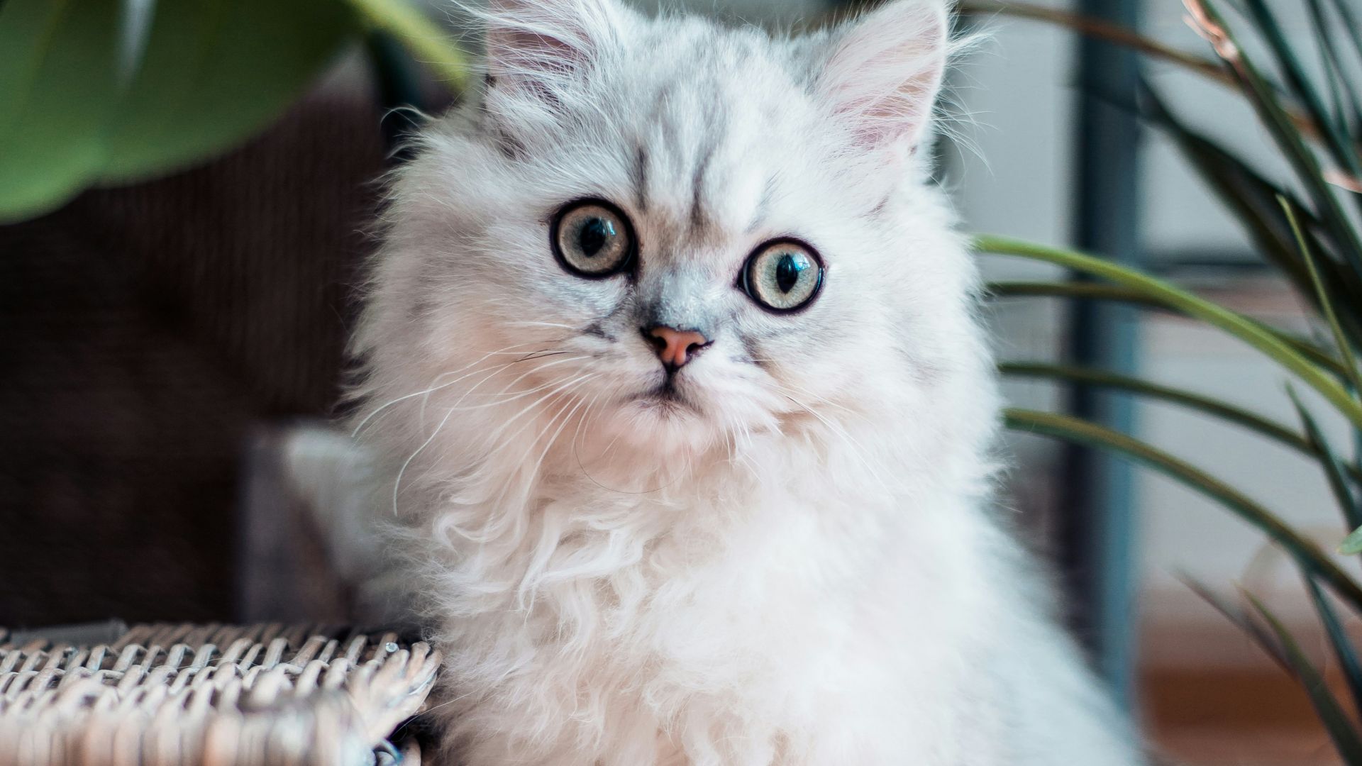 white coated Persian cat sitting on brown wooden surface