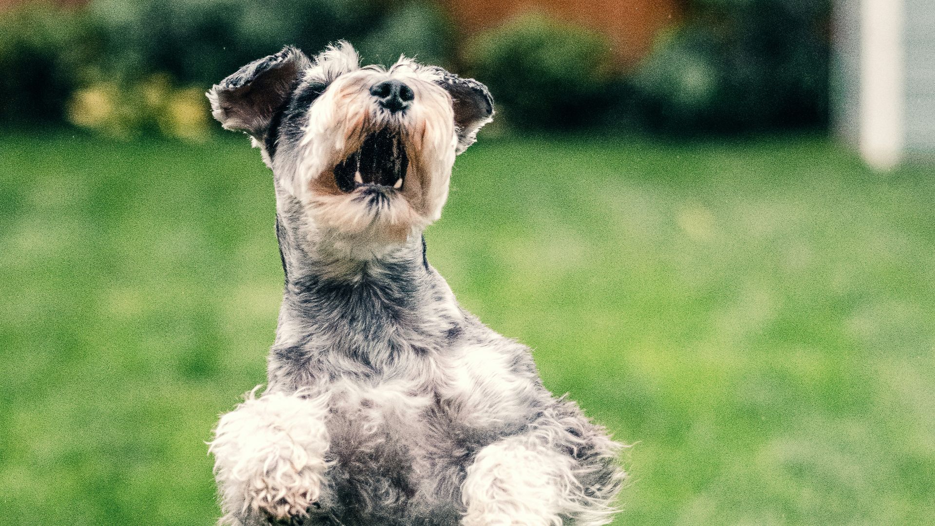 grey and white miniature schnauzer running on green grass field during daytime