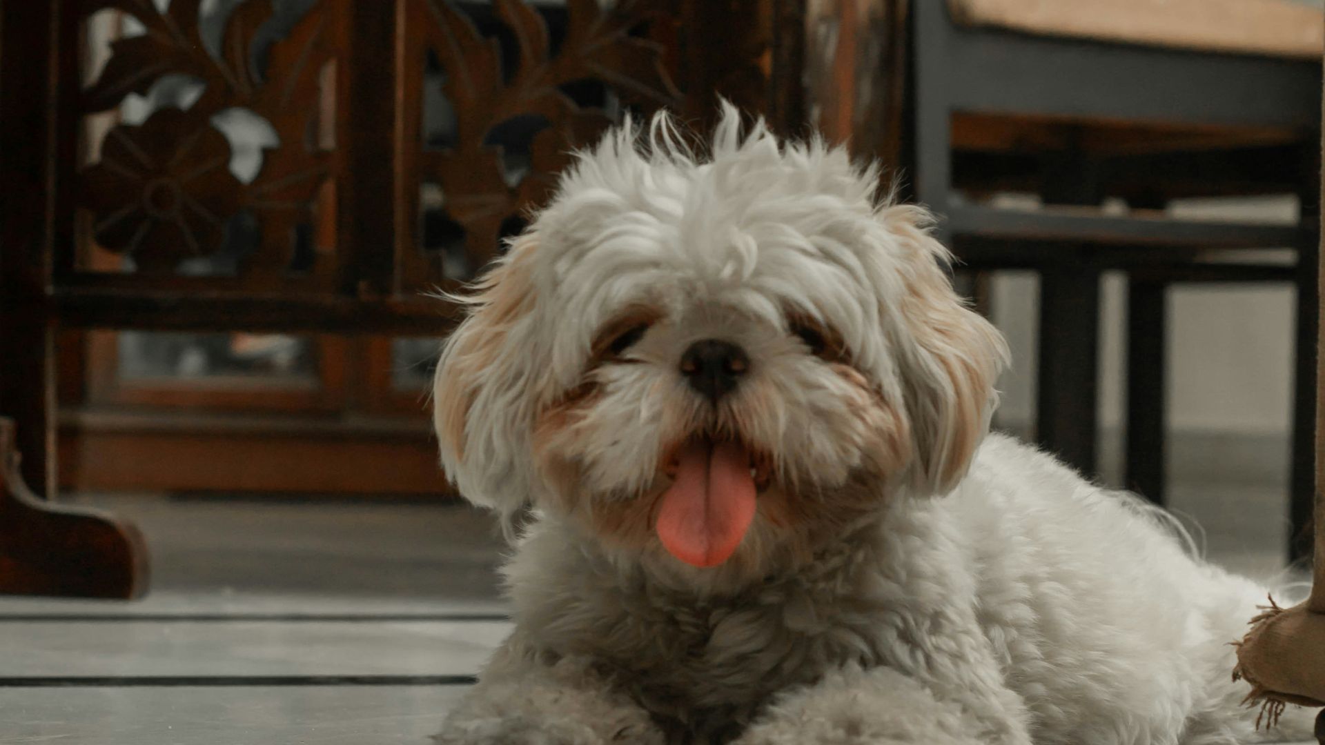 a small white dog laying on the floor