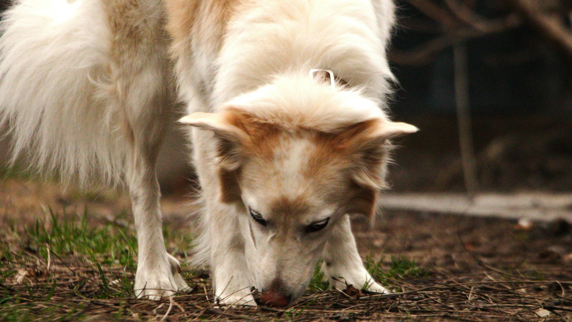 a white and brown dog sniffing the ground