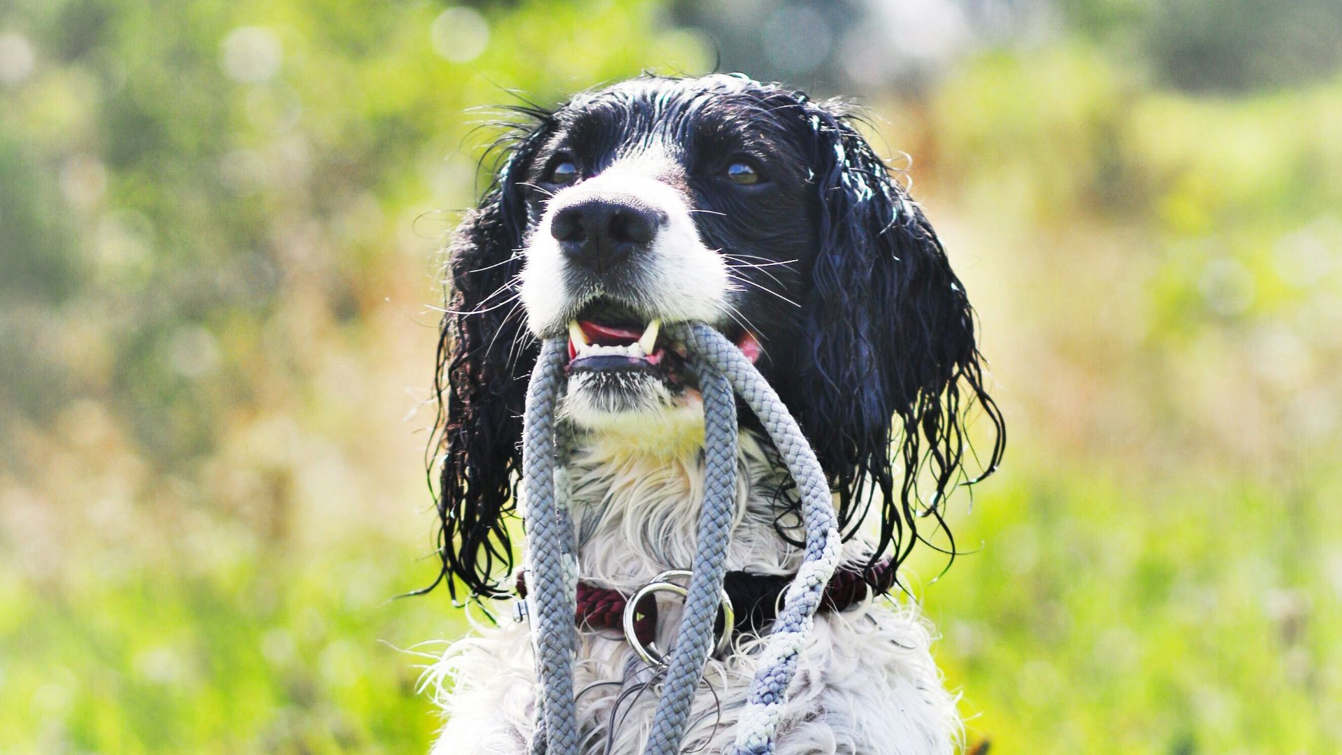 a black and white dog holding a leash in its mouth