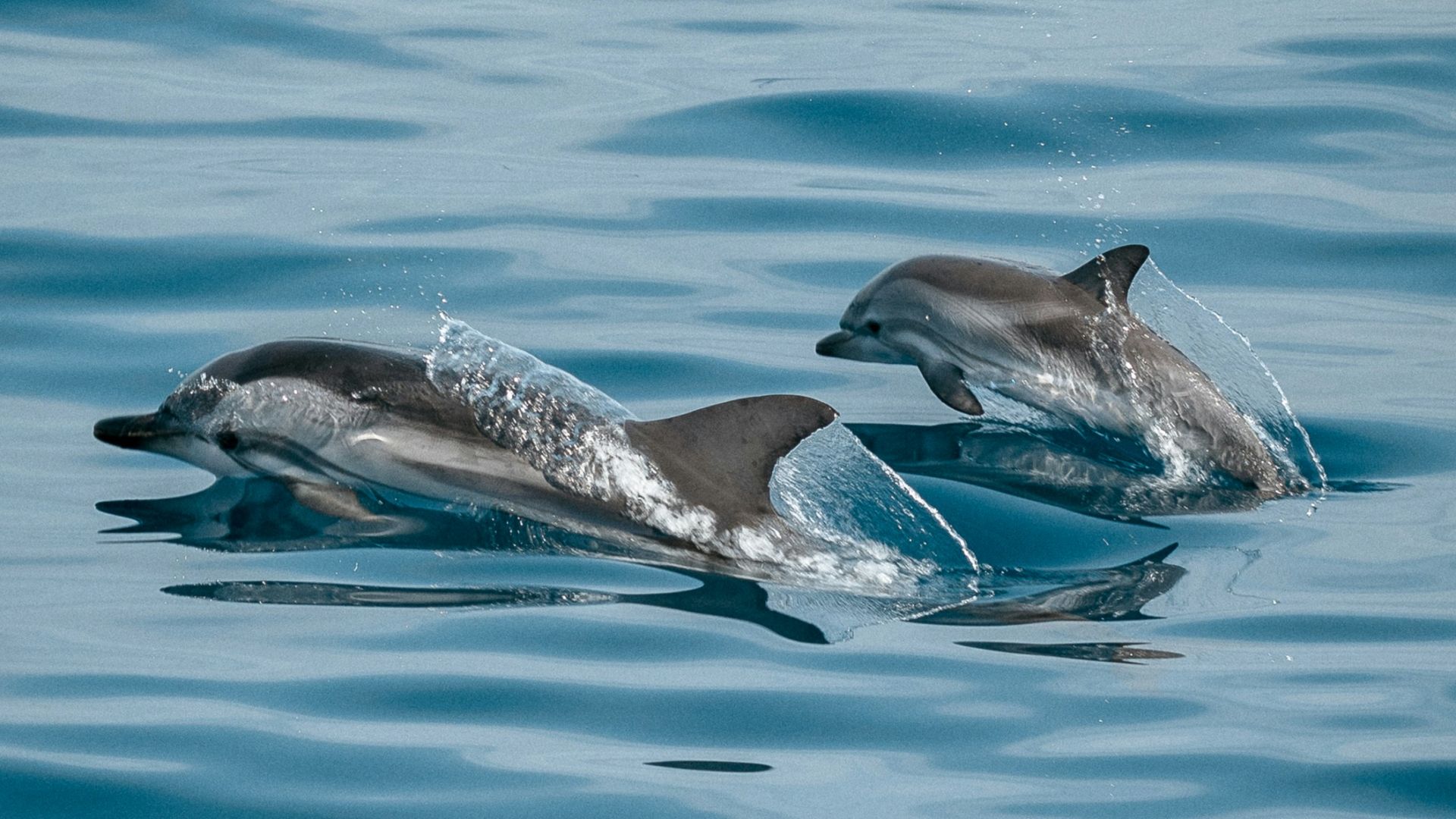 2 dolphins in the water