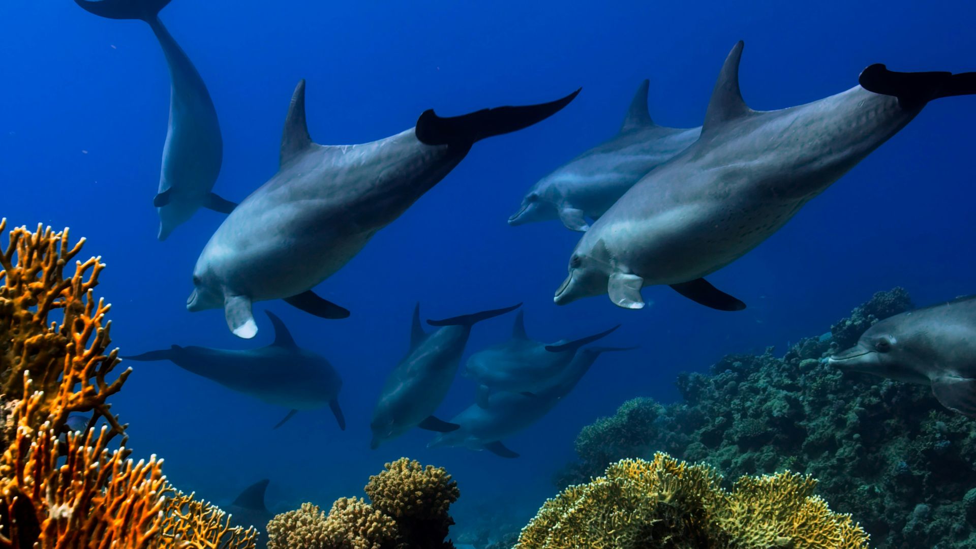a group of dolphins swimming over a coral reef