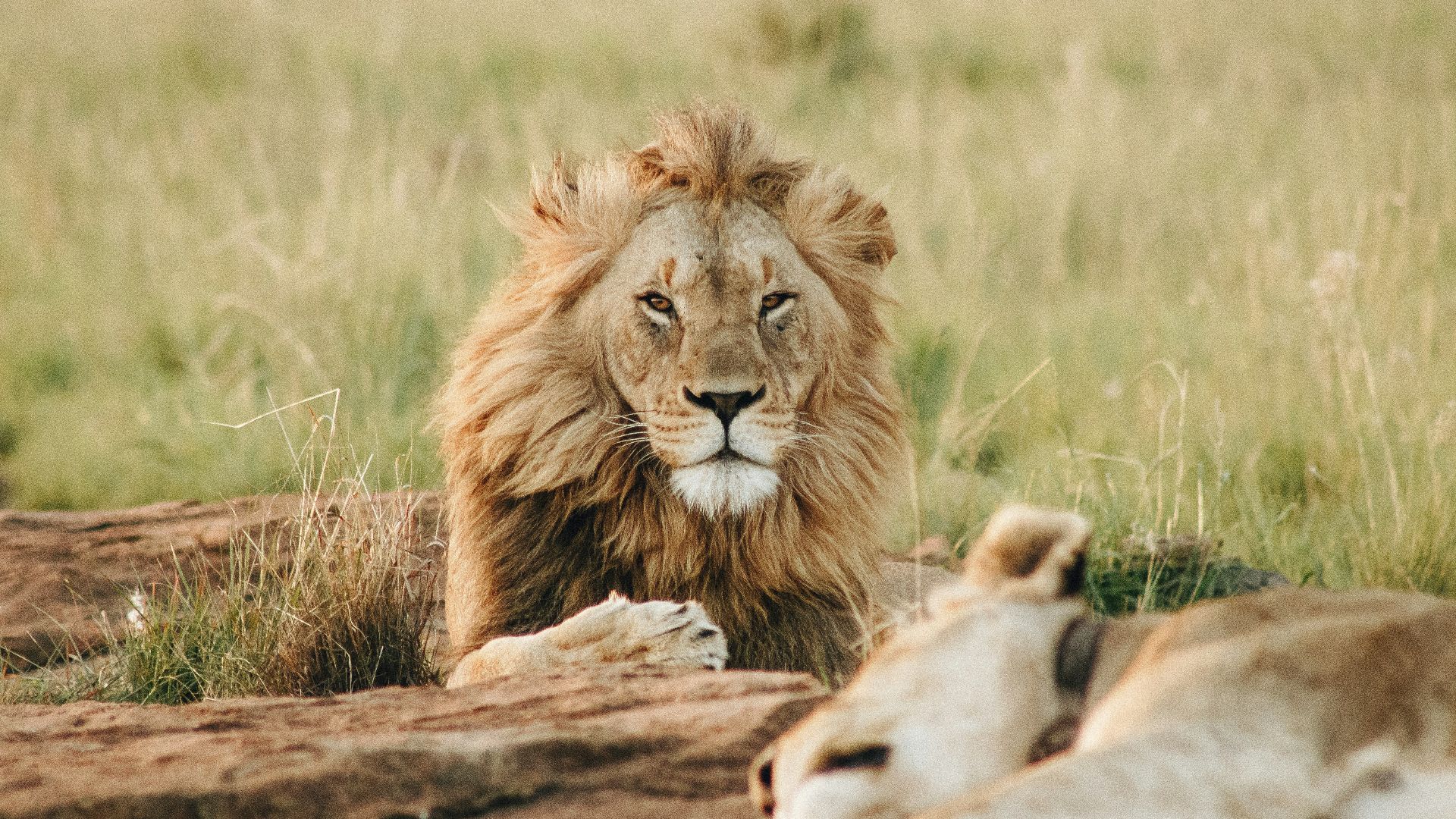 male brown lion lying on grass