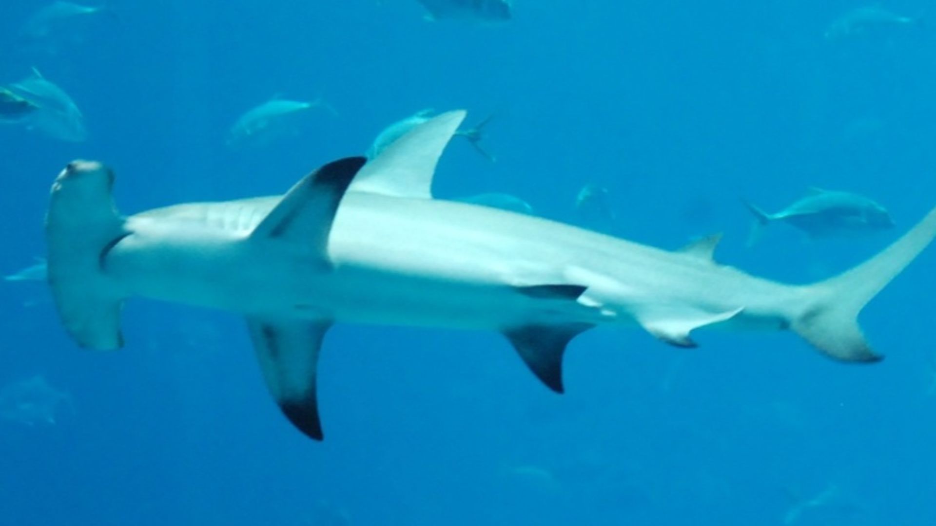 File:Sphyrna mokarran at georgia.jpg