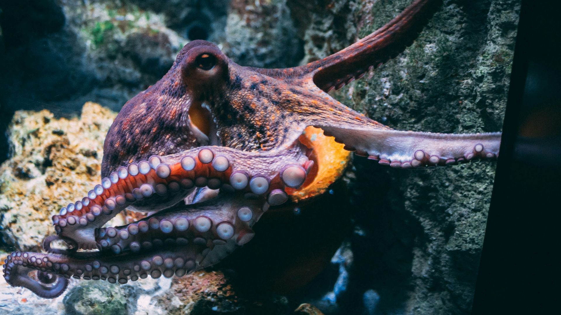 brown and black dragon in water