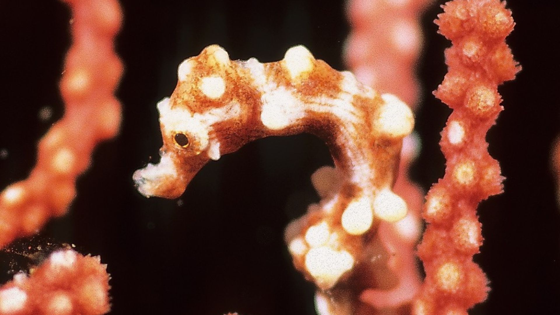 File:Hippocampus denise rødhvit.jpg