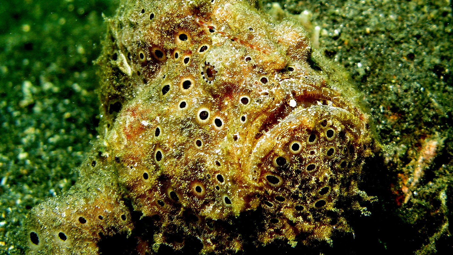 File:Antennarius pictus - Painted FrogFish.jpg