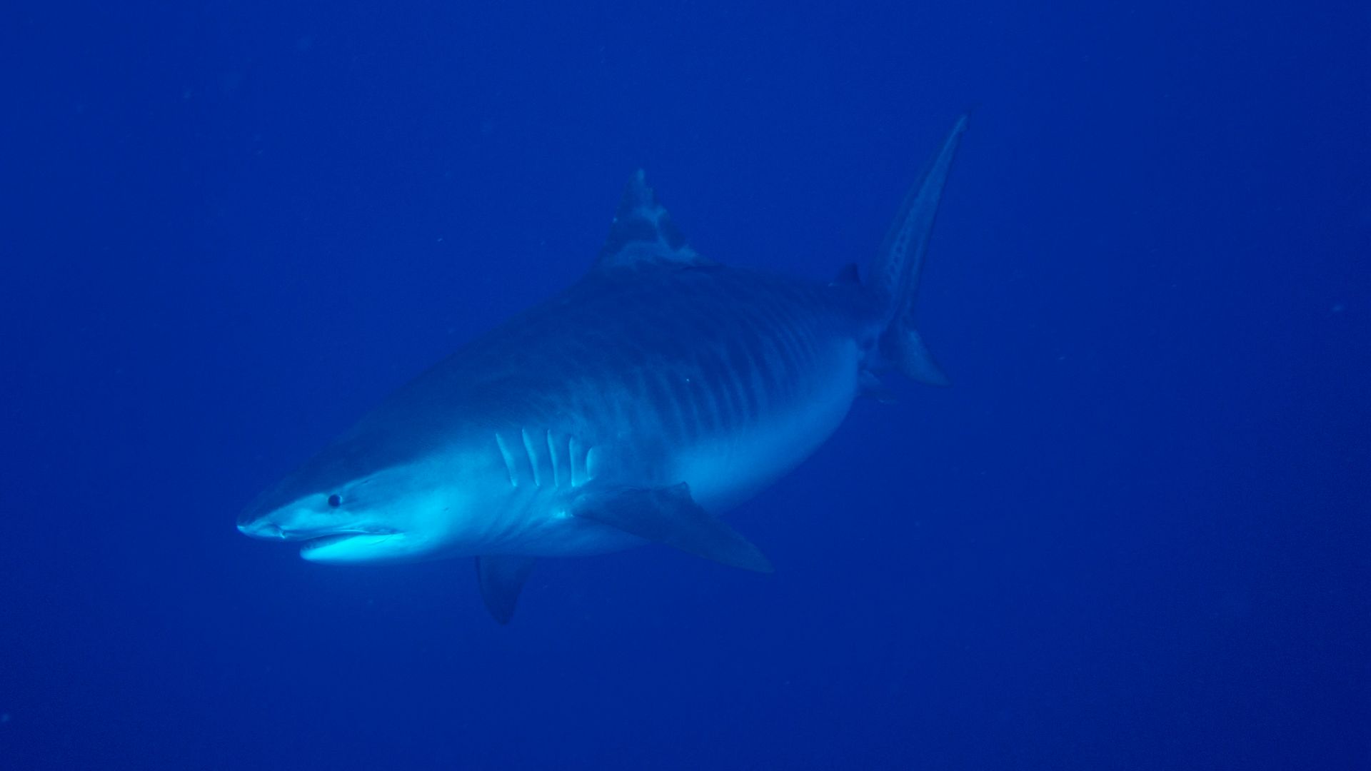 white shark in blue water