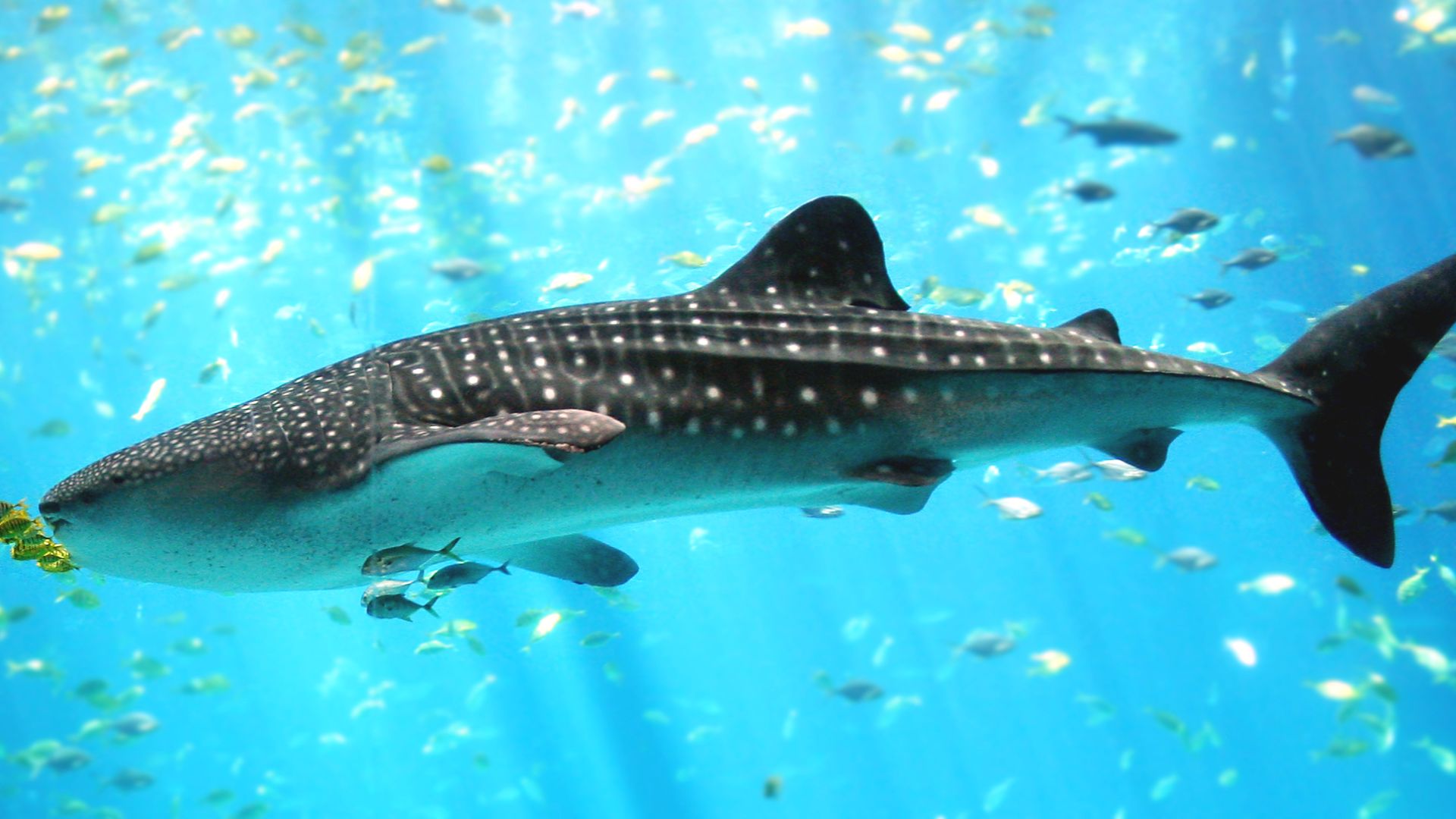 File:Whale shark Georgia aquarium.jpg