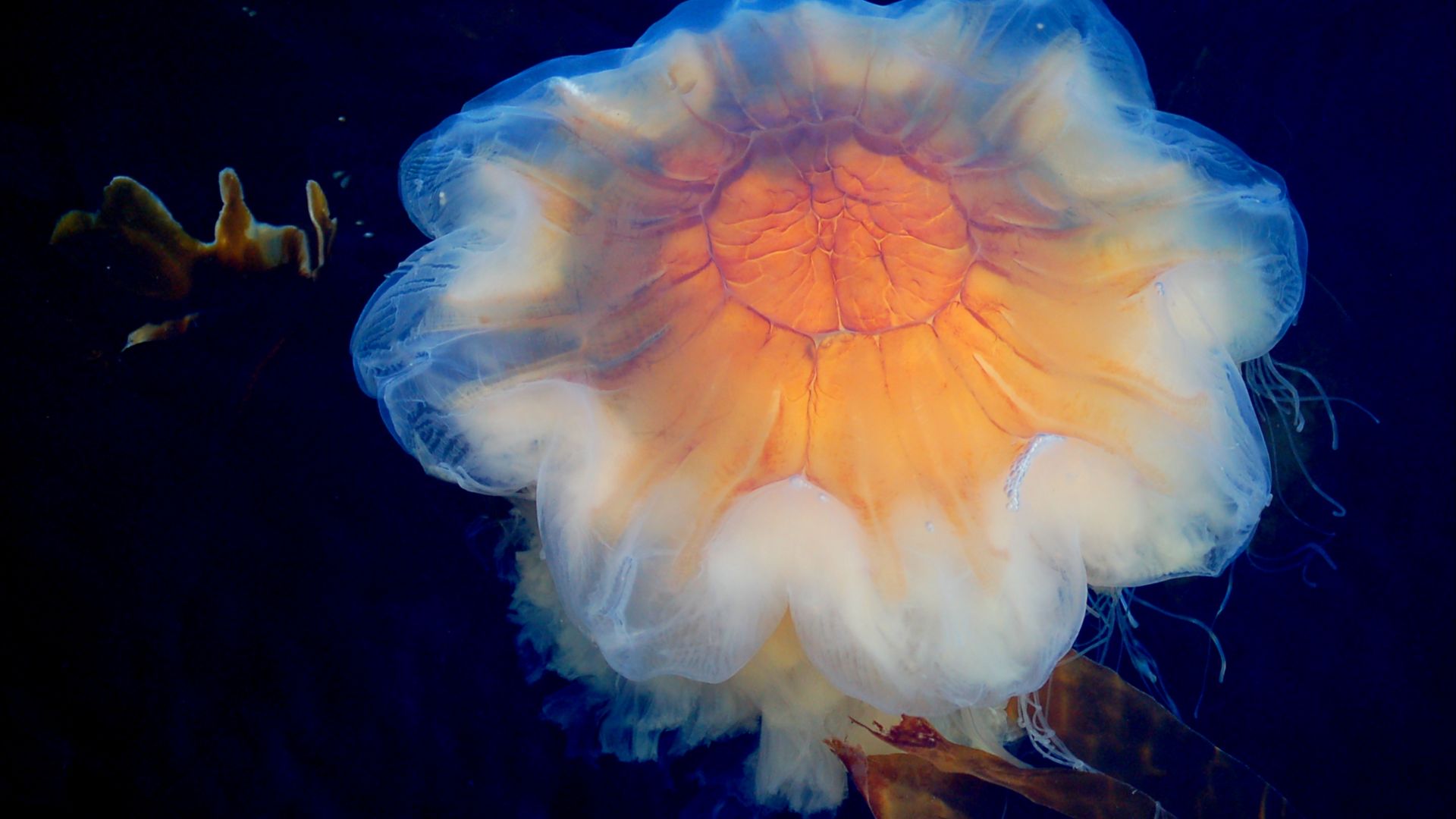 File:Cyanea capillata no.JPG