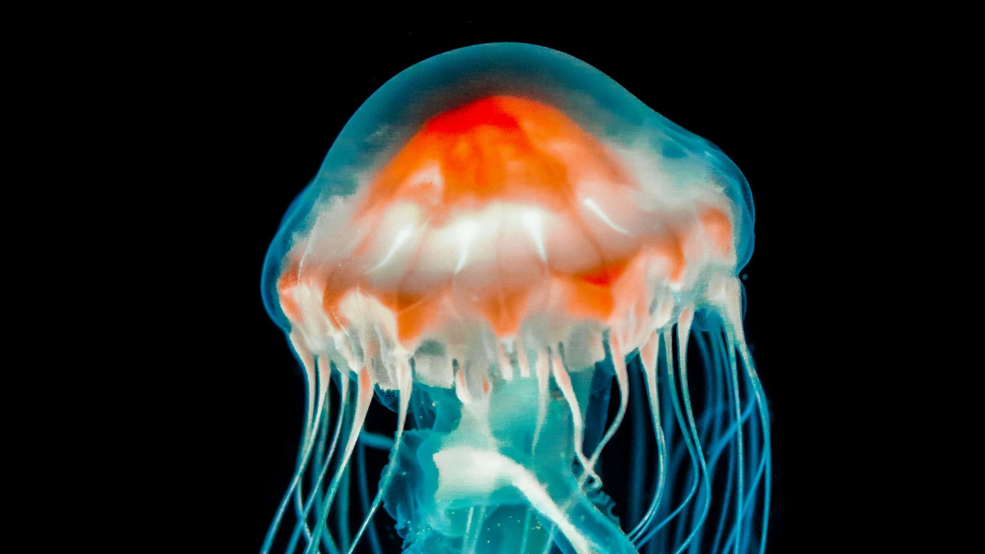 blue jellyfish in white background