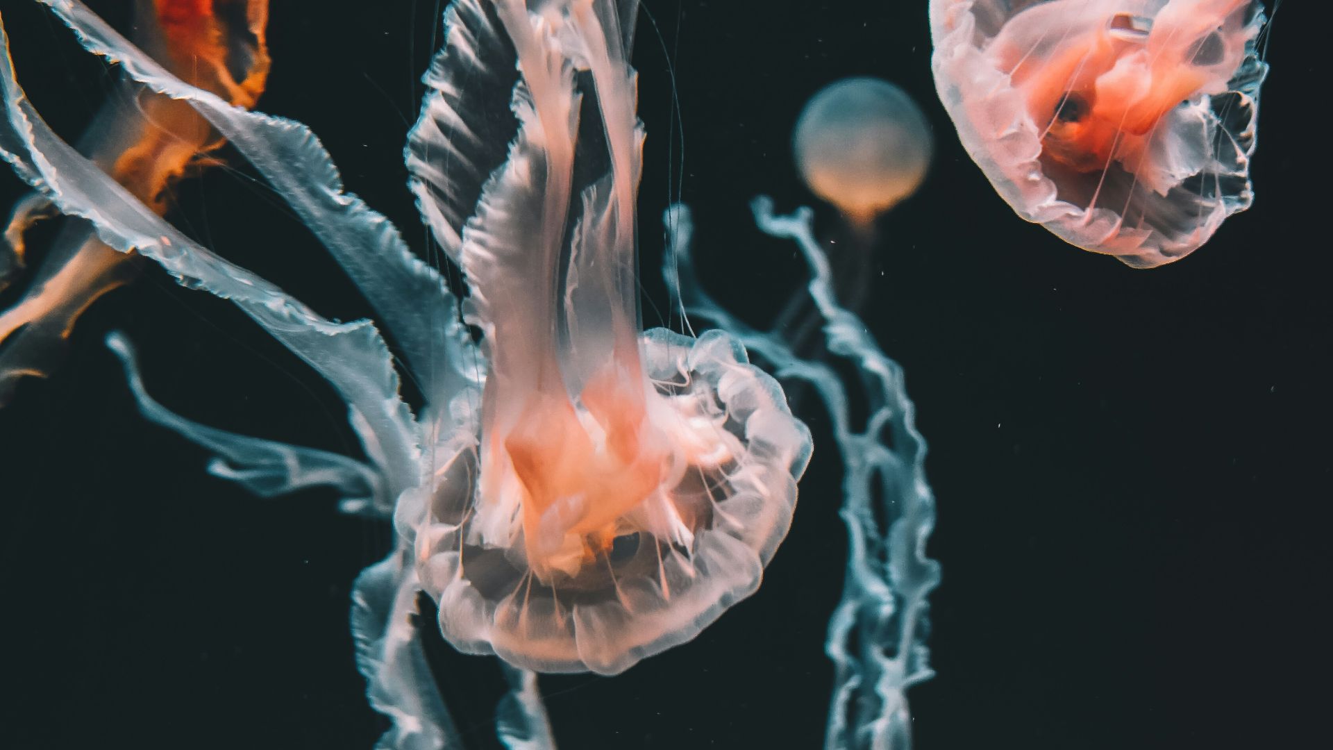 pink jellyfishes underwater