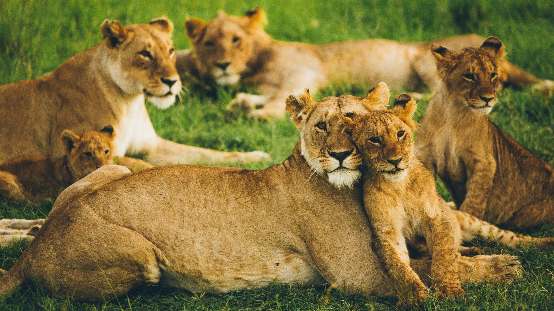 pride of lion on field