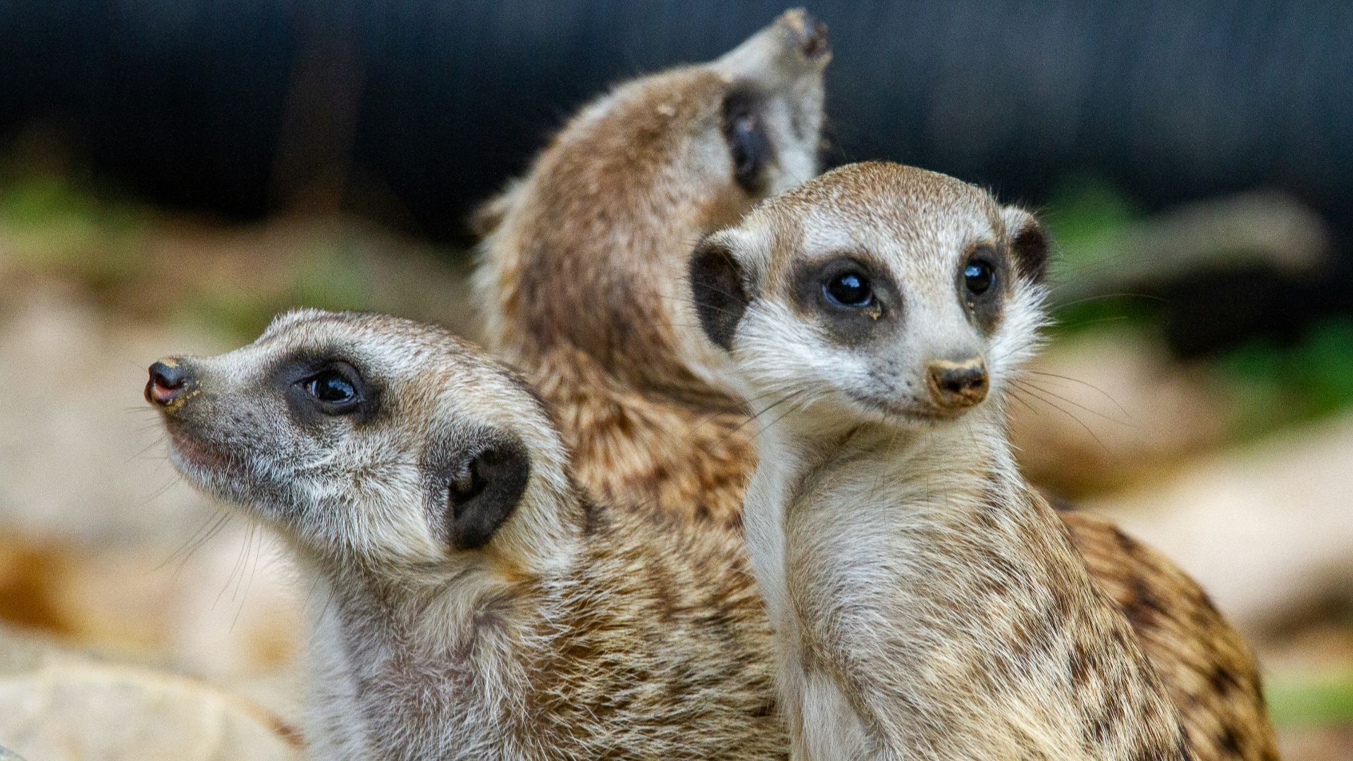 brown and white animal in close up photography