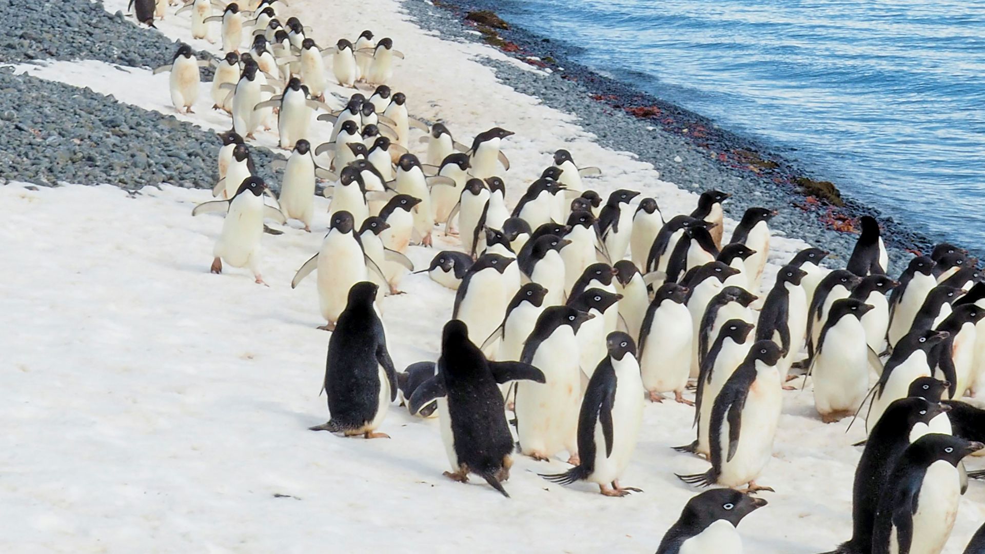 penguins on white sand beach during daytime