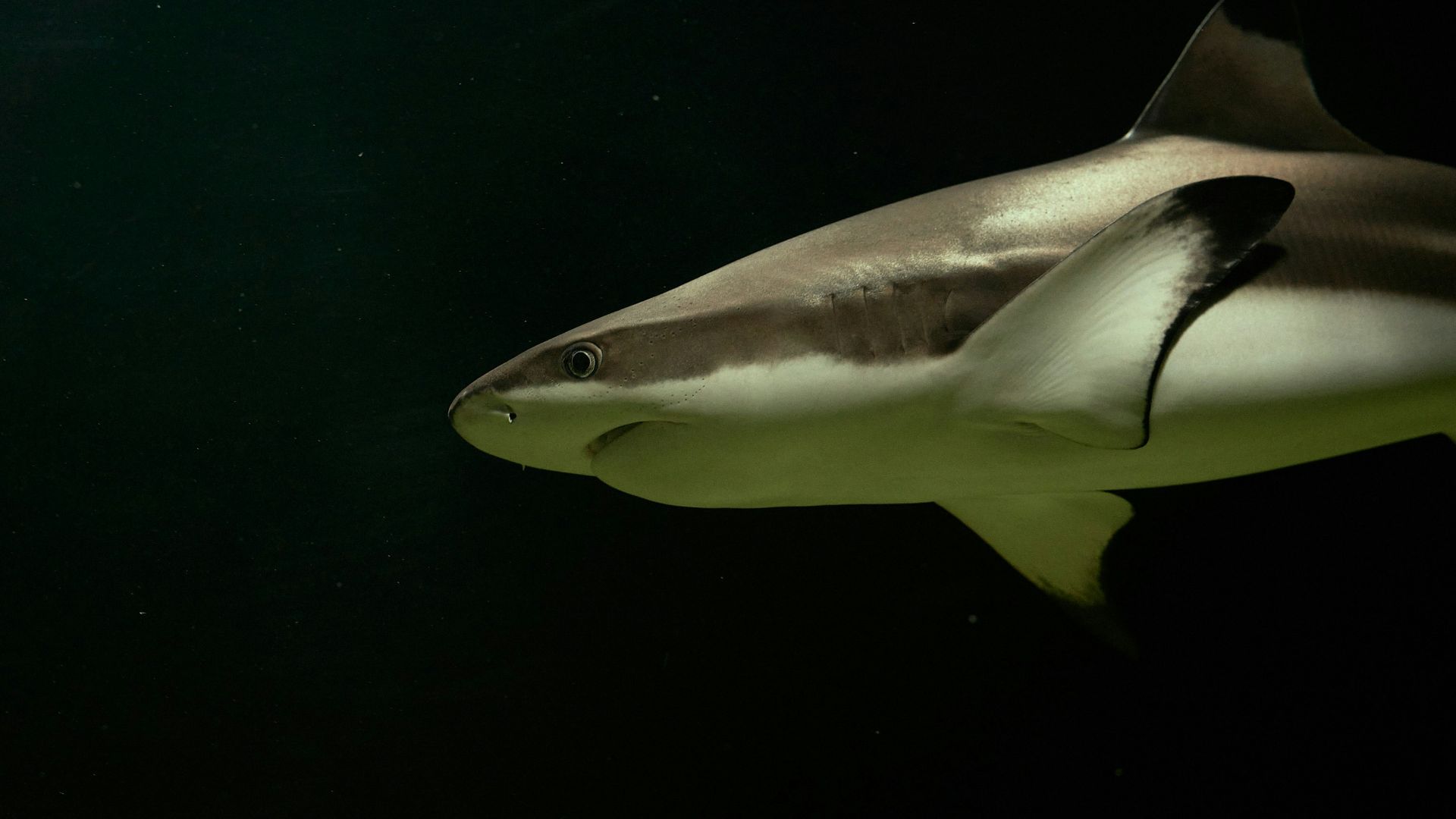 a close up of a shark in the water