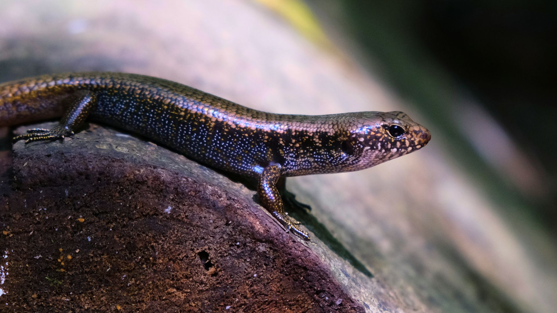 a close up of a lizard on a rock