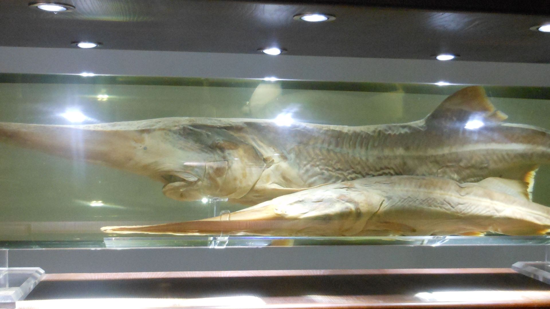 File:A specimen of Psephurus gladius, Museum of Hydrobiological Sciences, Wuhan Institute of Hydrobiology (4).jpg
