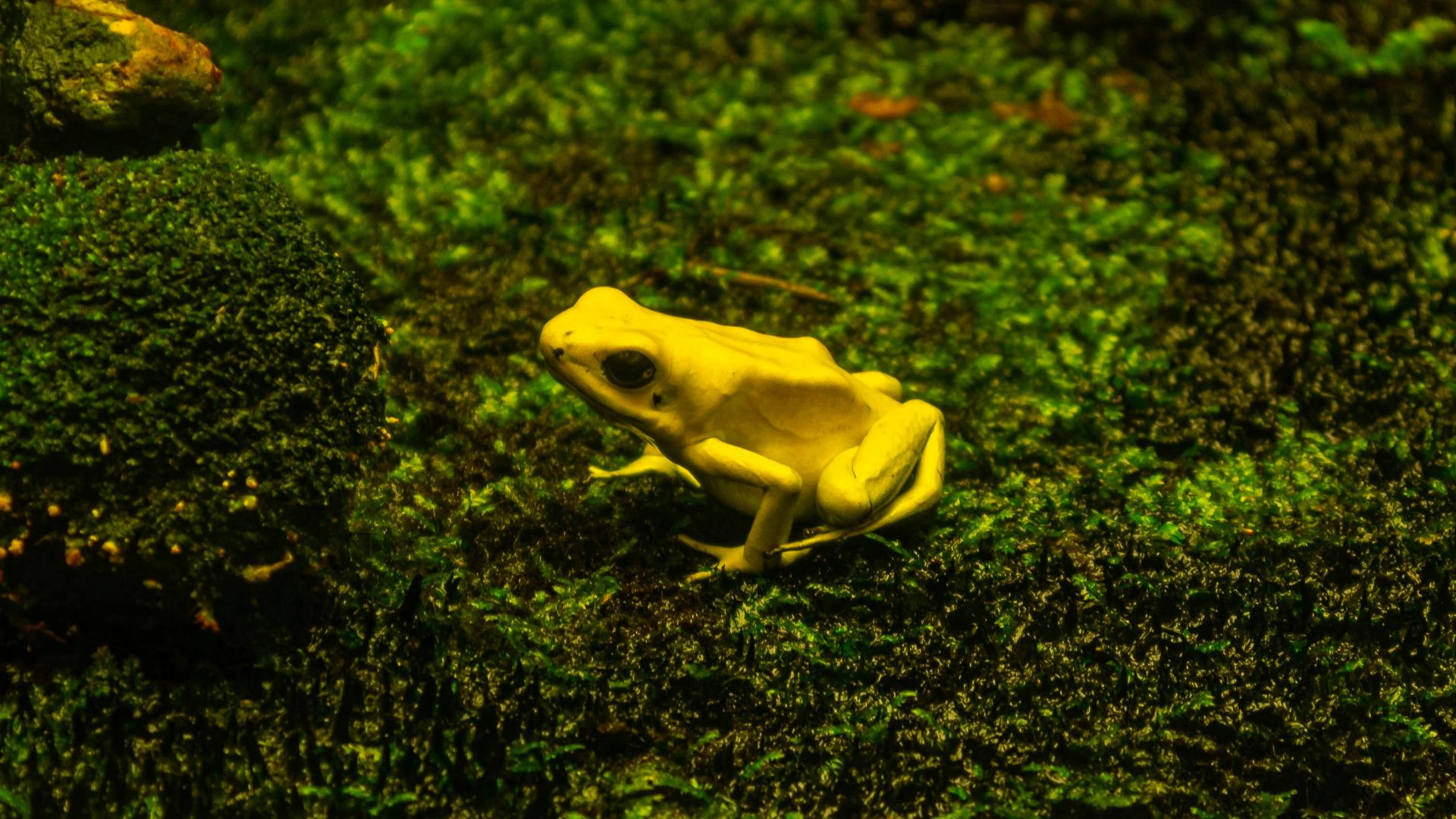a yellow frog on a mossy rock