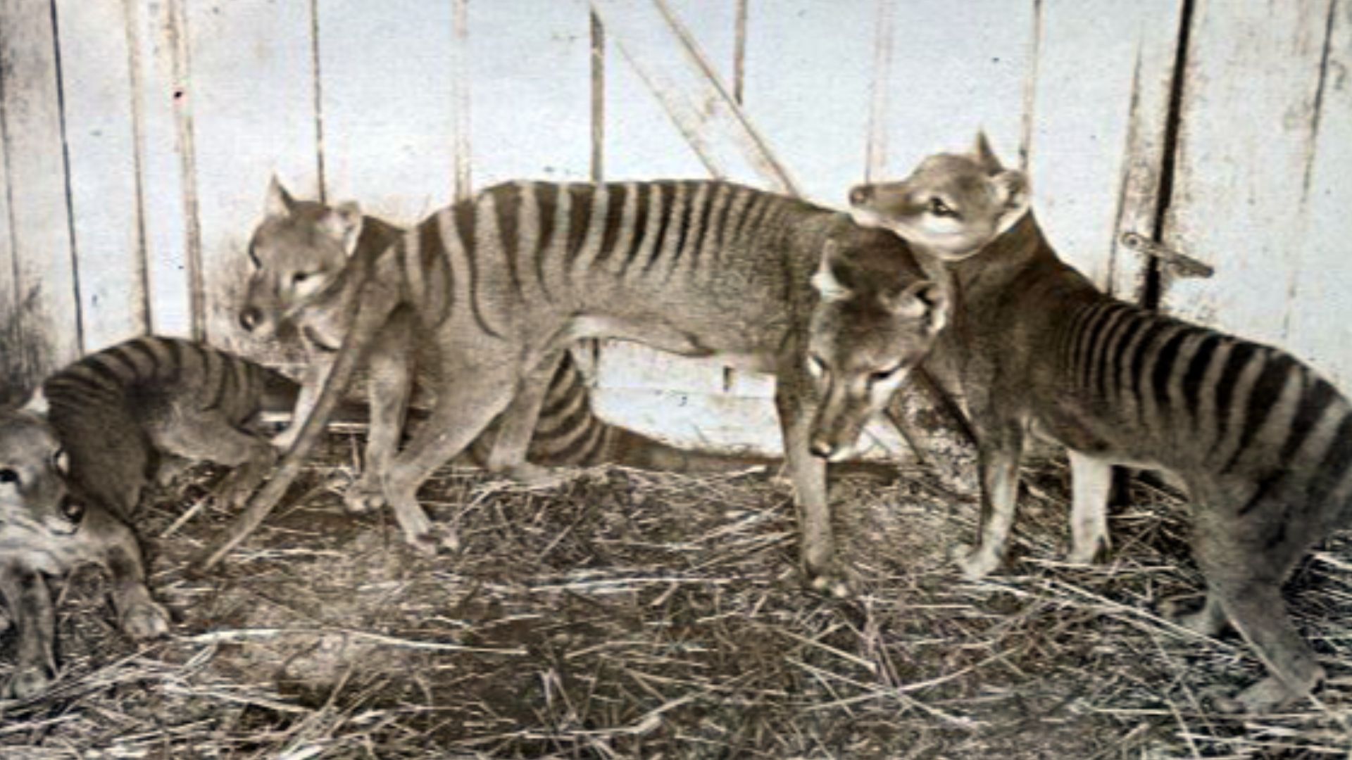 File:Thylacines.jpg