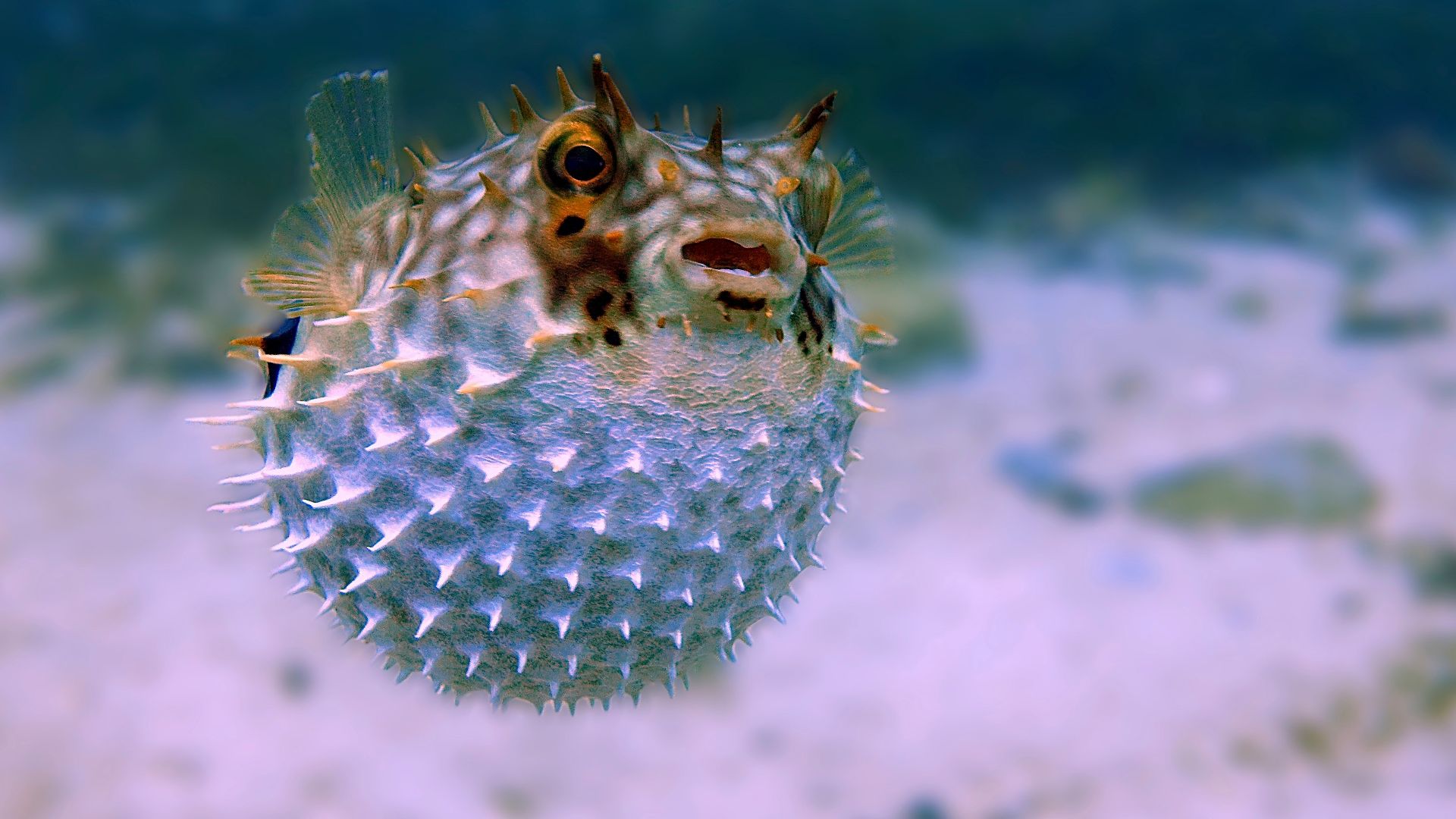white and brown fish in close up photography