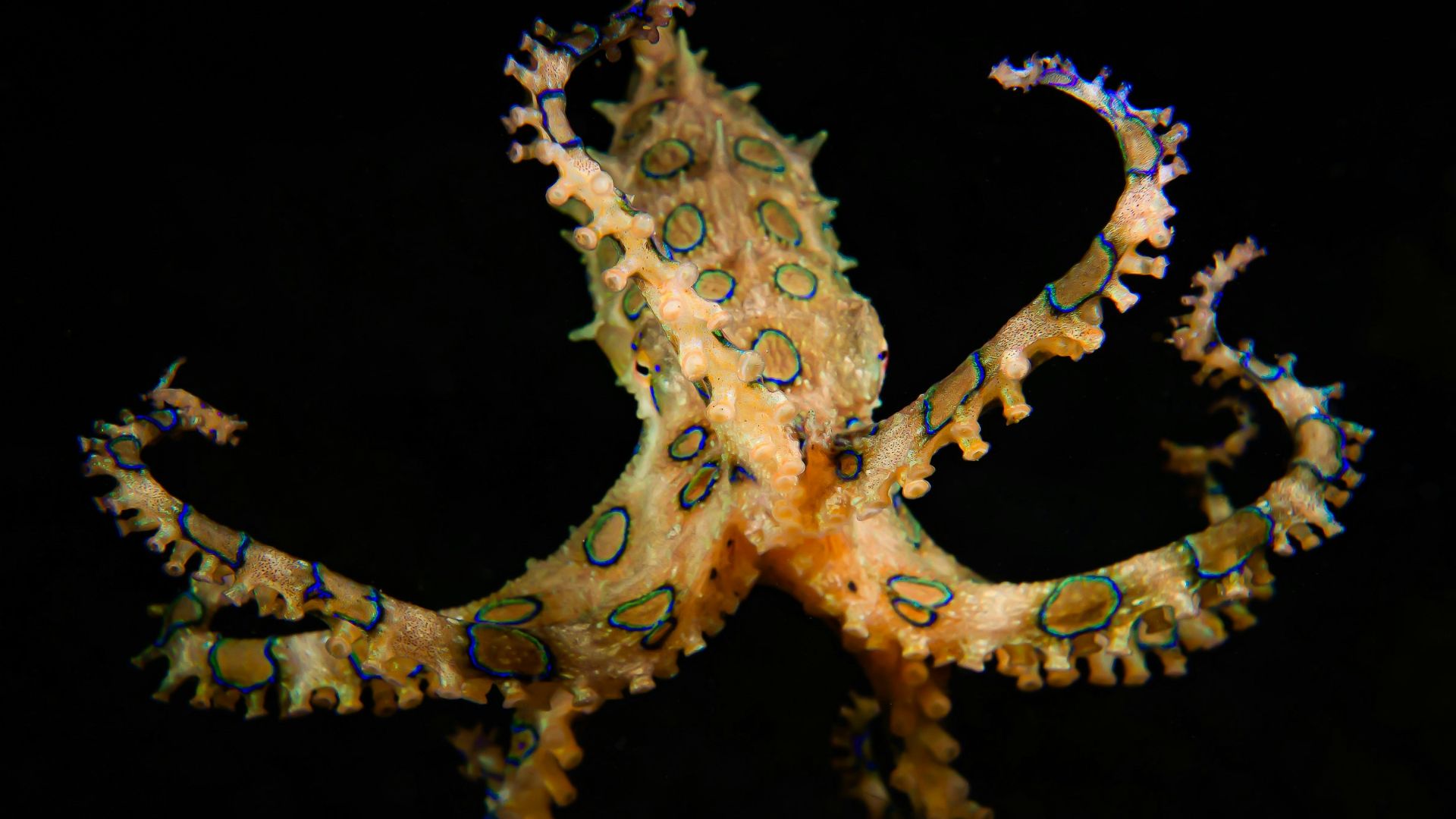 brown and grey octopus