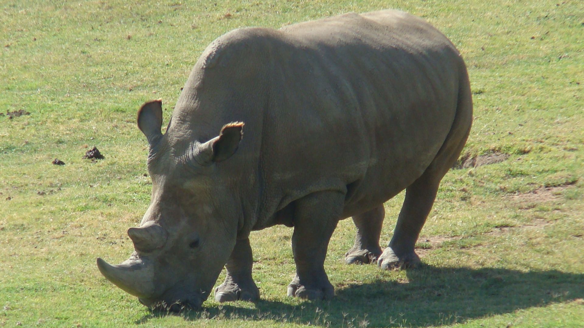 File:Northern White Rhinoceros Angalifu.jpg