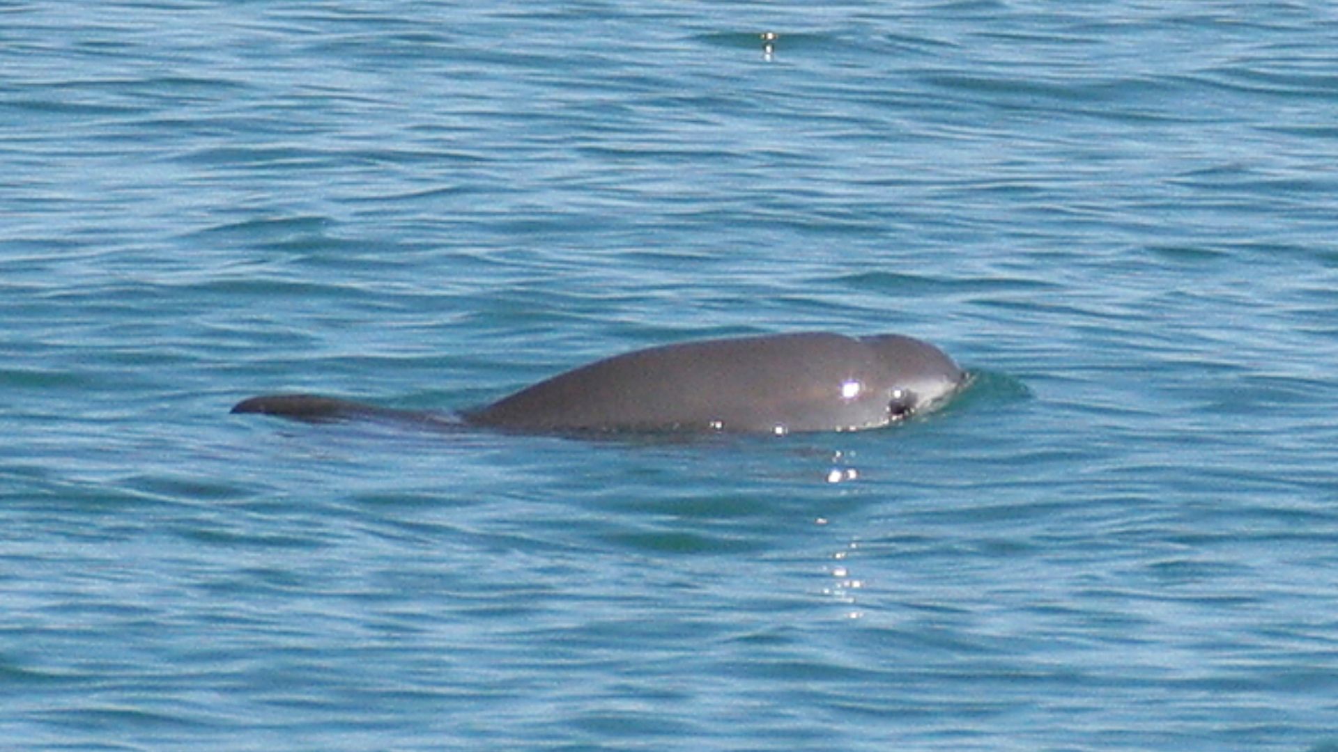 File:Vaquita2 Olson NOAA.jpg