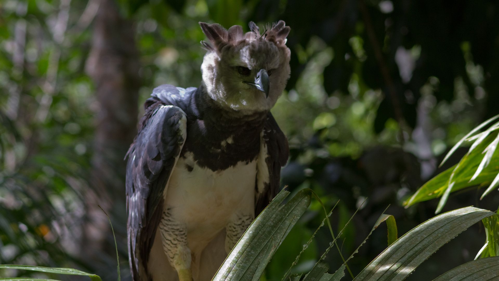 File:Harpy Eagle (Harpia harpyja).jpg