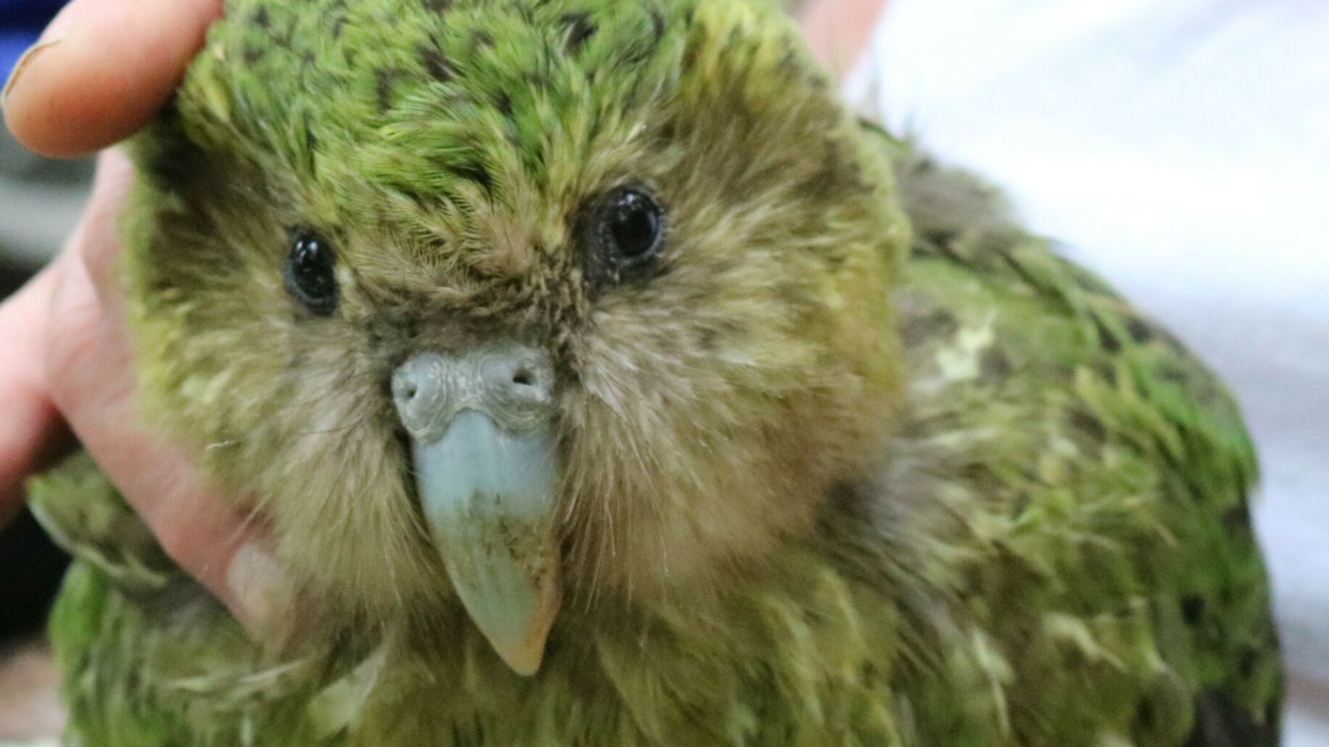 File:Strigops habroptila 412477110.jpg