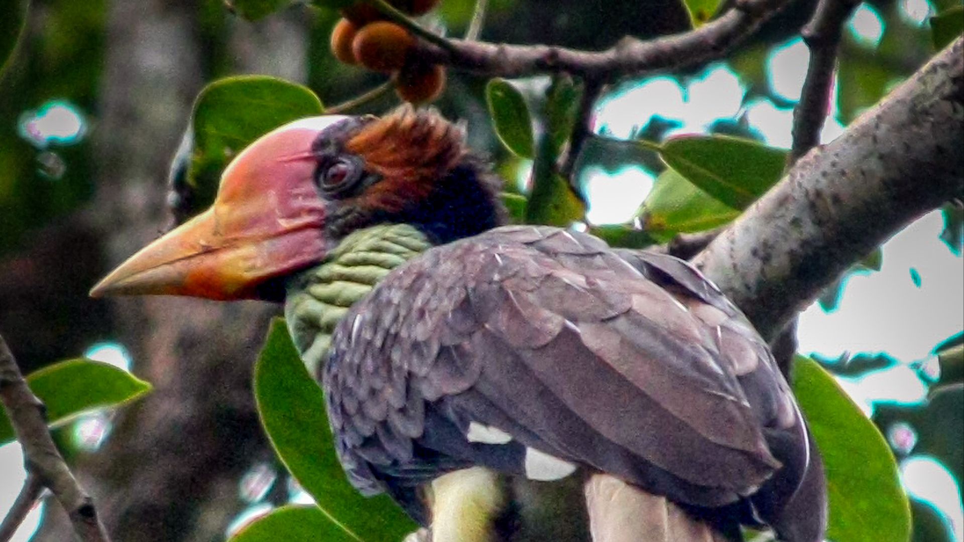File:A Male Juvenile Helmeted Hornbill at Temengor Rainforest.jpg