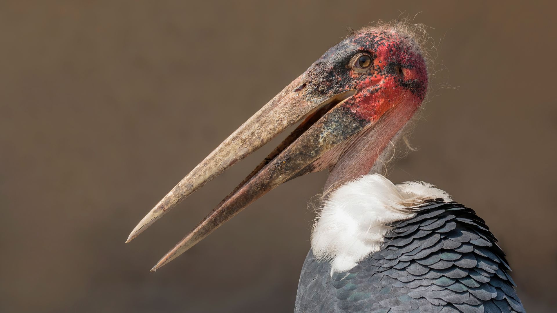 File:Marabou stork (Leptoptilos crumenifer) head.jpg