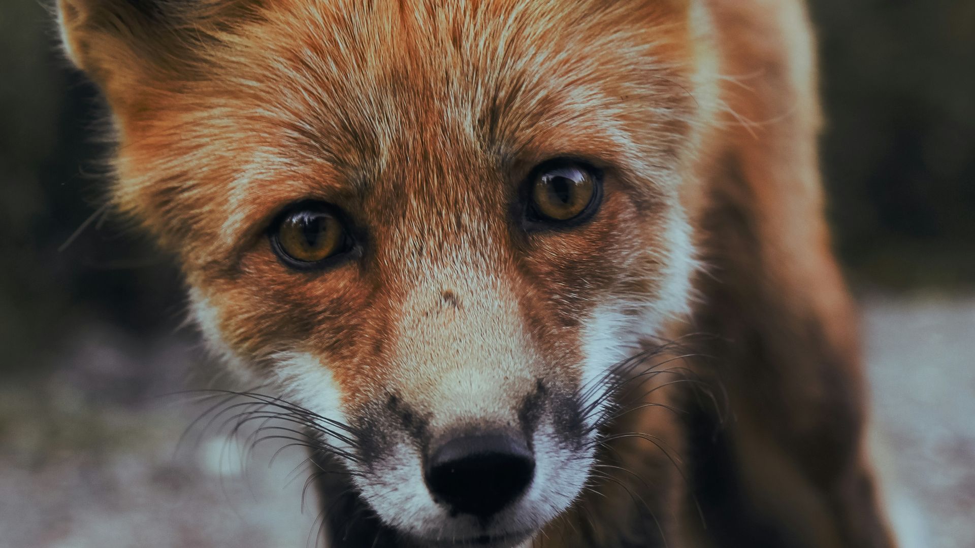 selective focus photography of orange fox