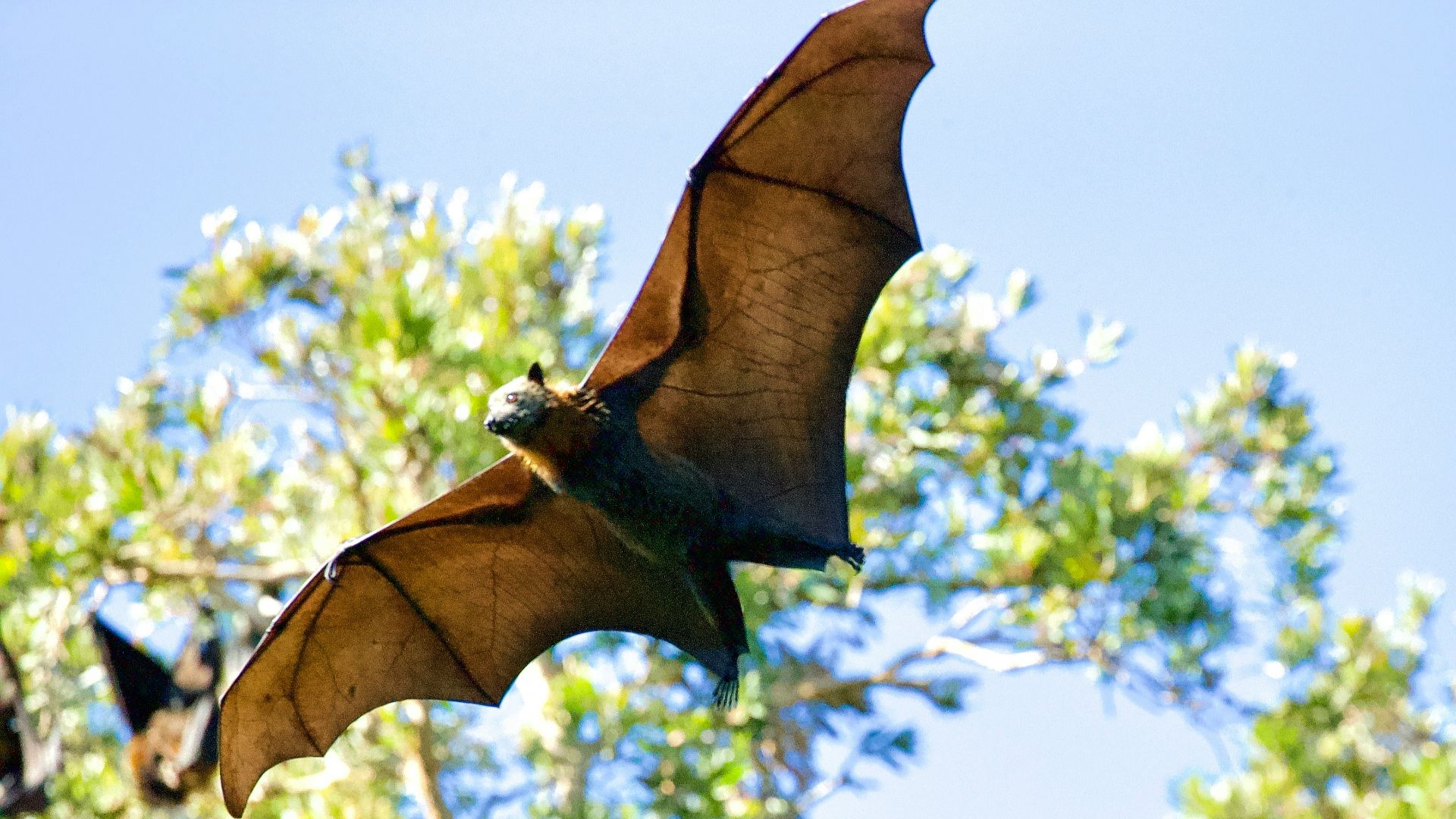 a large bat flying over a forest filled with trees