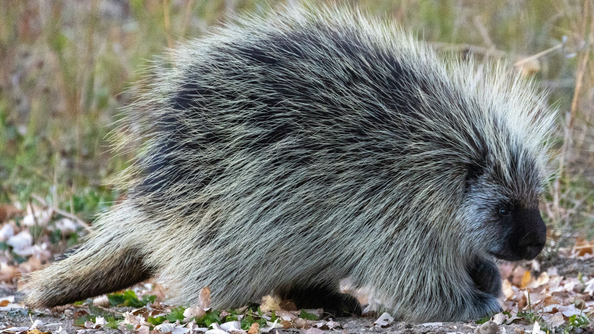 a porcupine on the ground