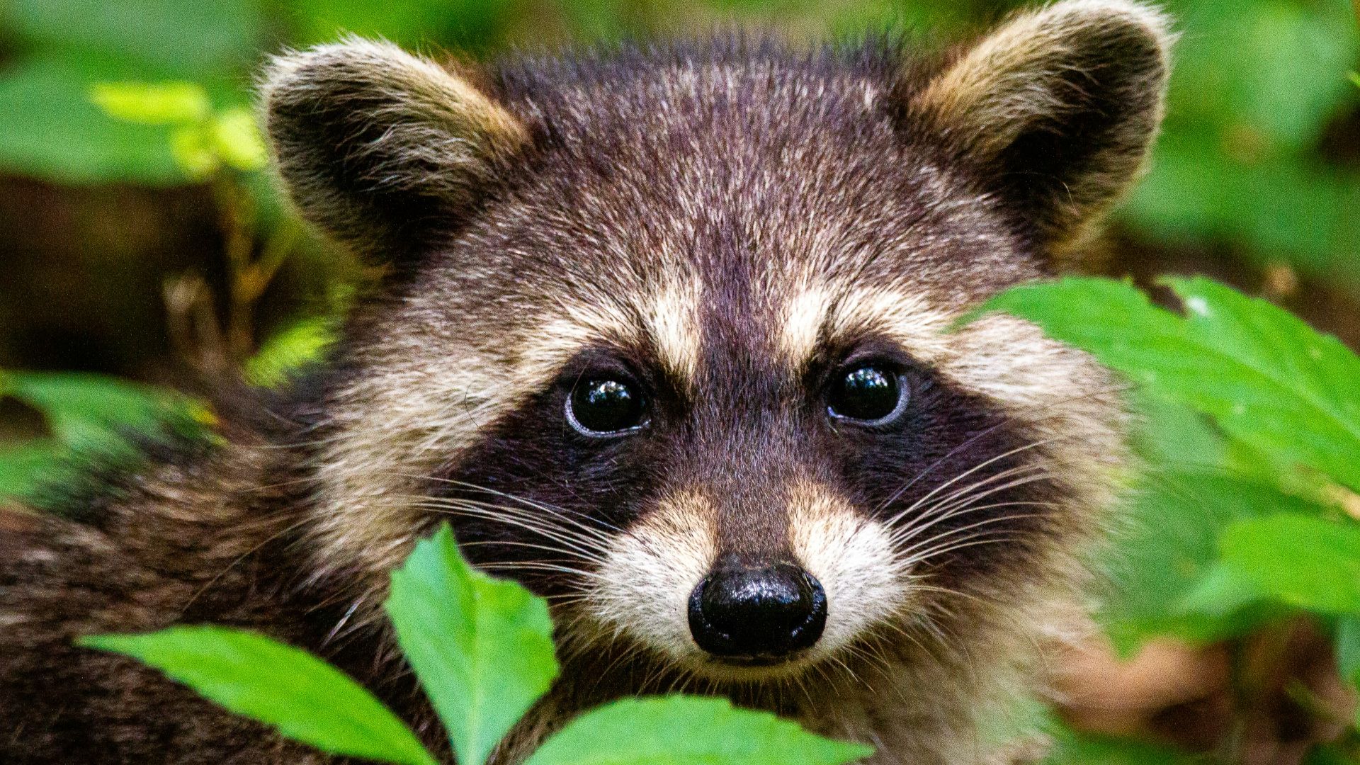 black and white animal on green grass during daytime