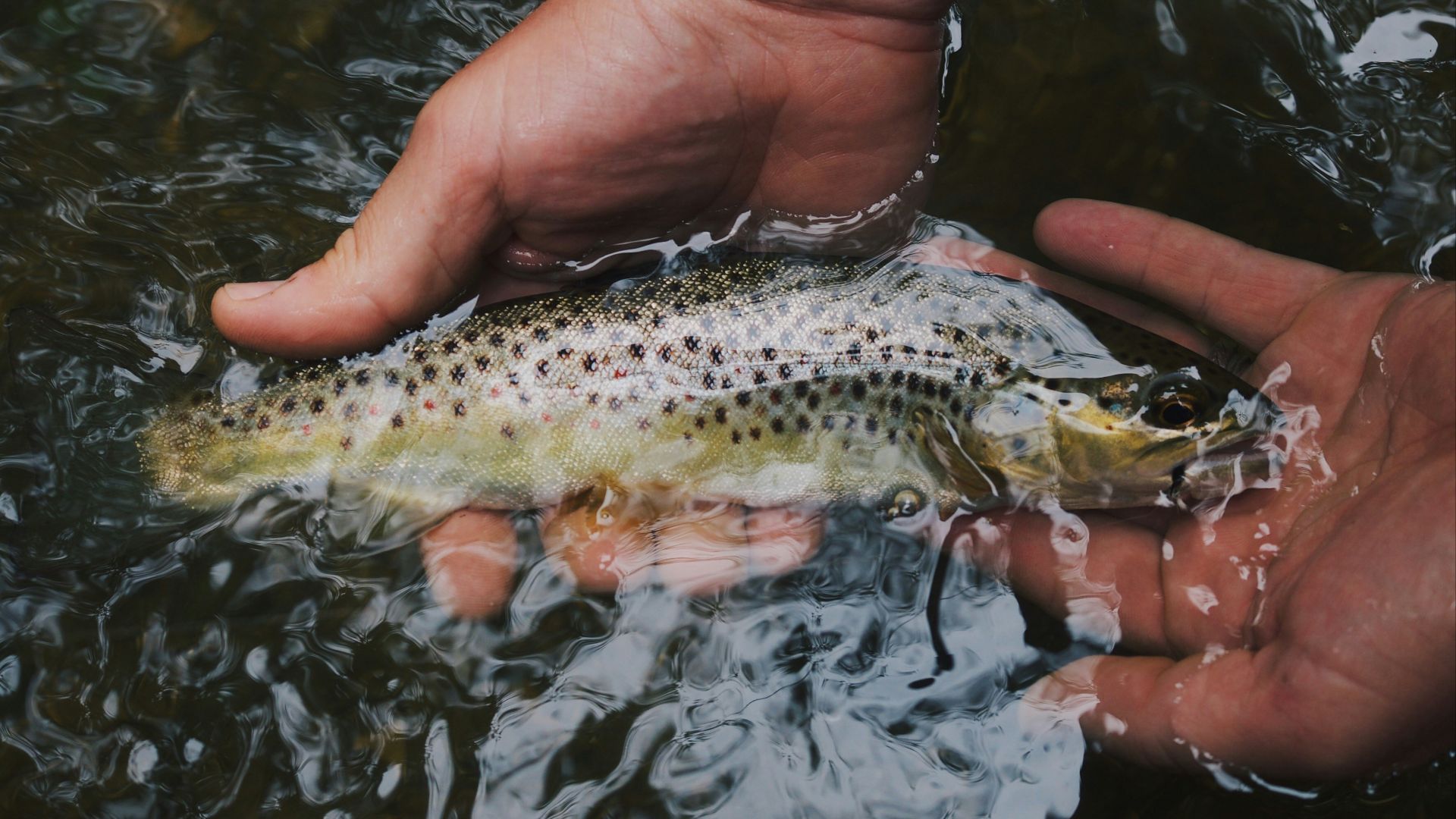 person holding black and brown fish