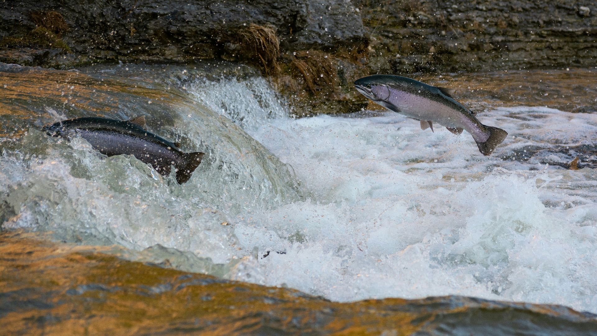 gray fish on water during daytime