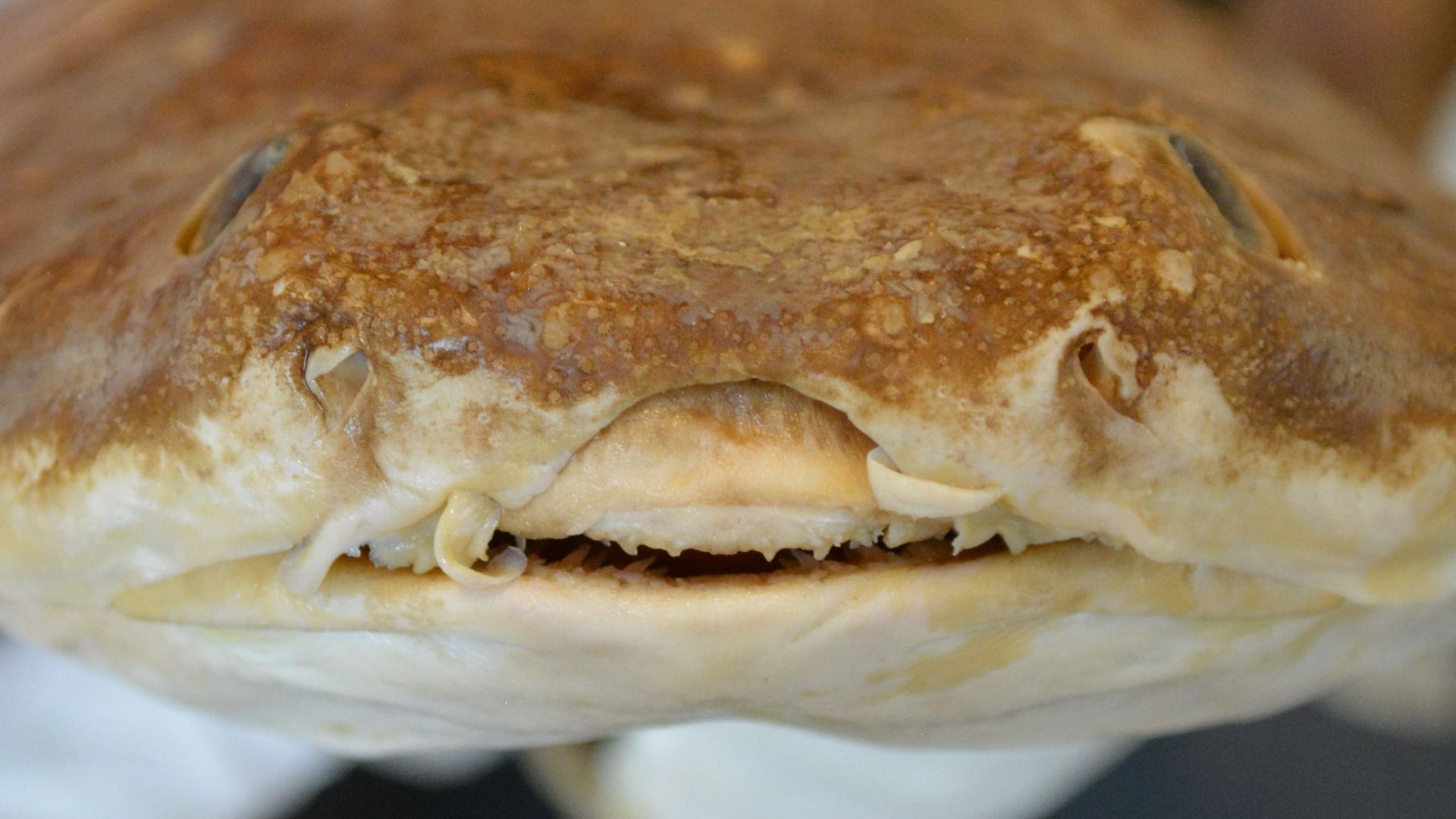 File:Squatina africana Regan, 1908 583466584.jpg