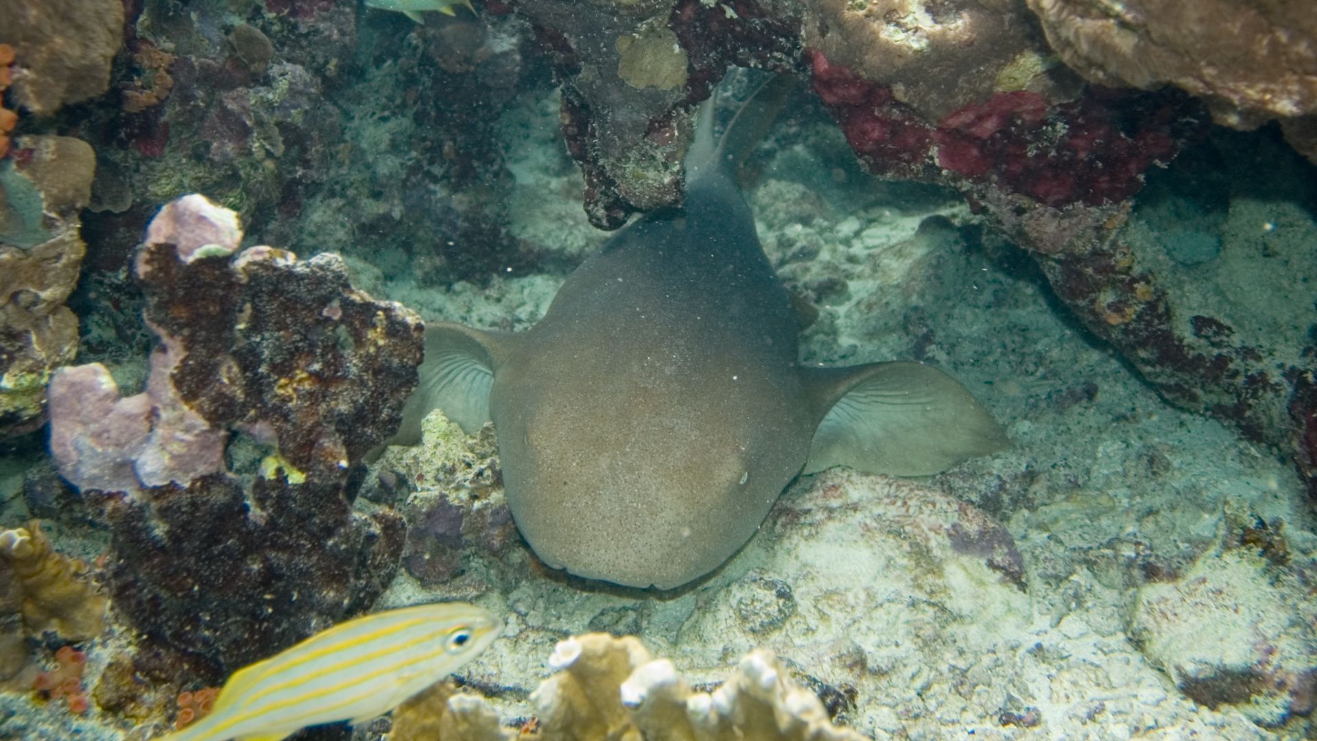 File:Nurse shark Ginglymostoma cirratum (2442373009).jpg
