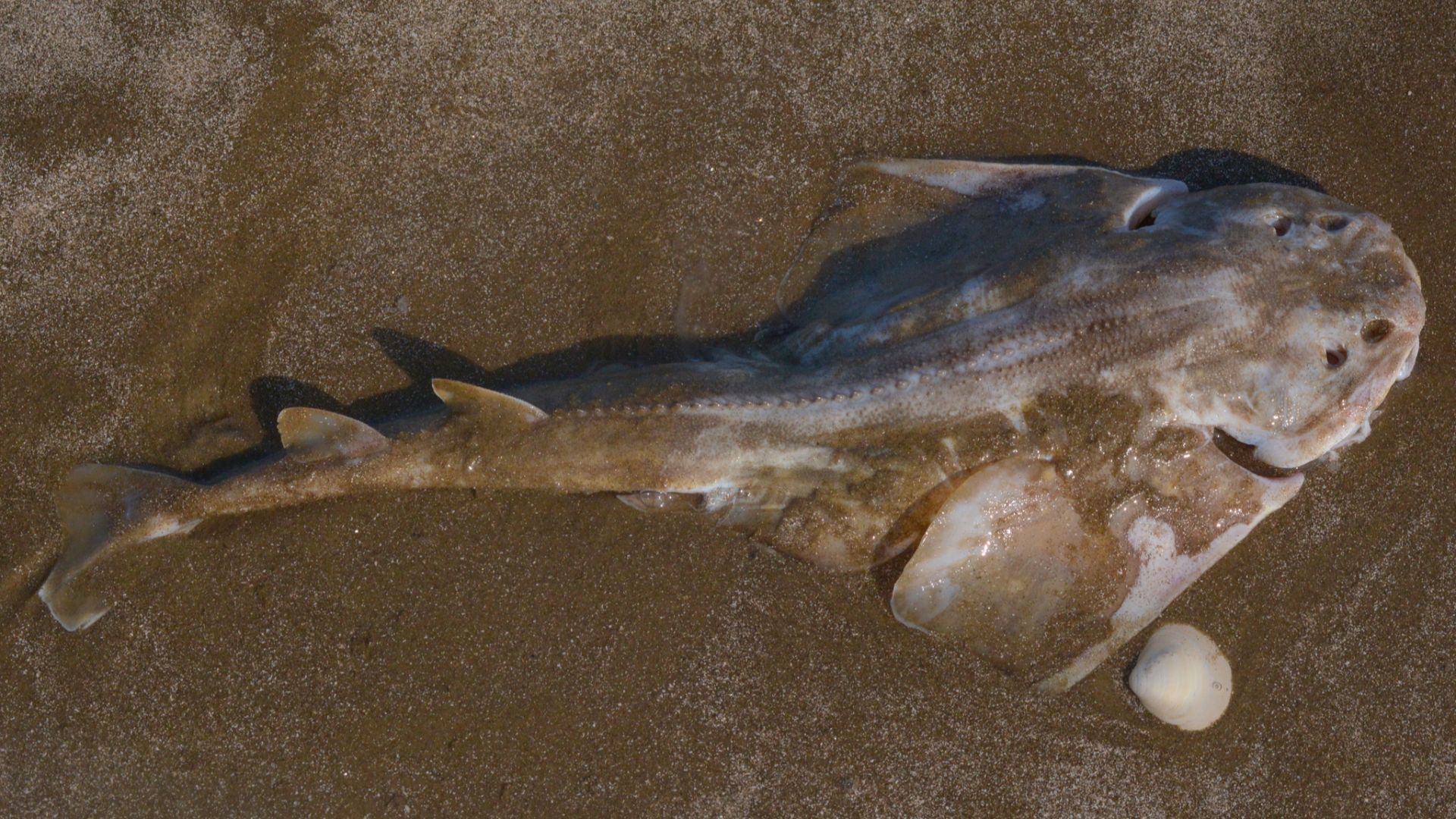 File:Squatina guggenheim 221517259.jpg