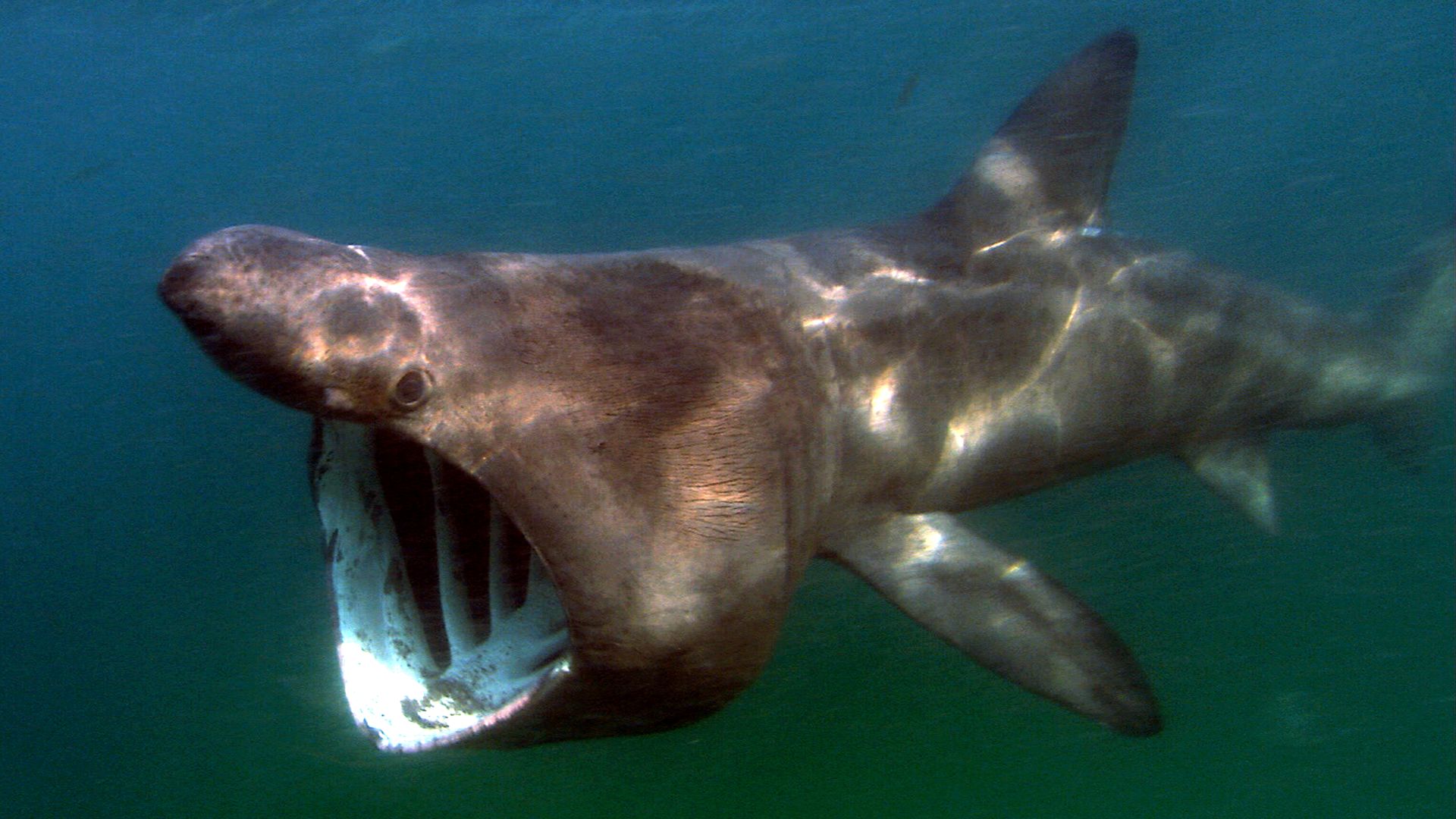 File:Cetorhinus maximus atlantic.jpg